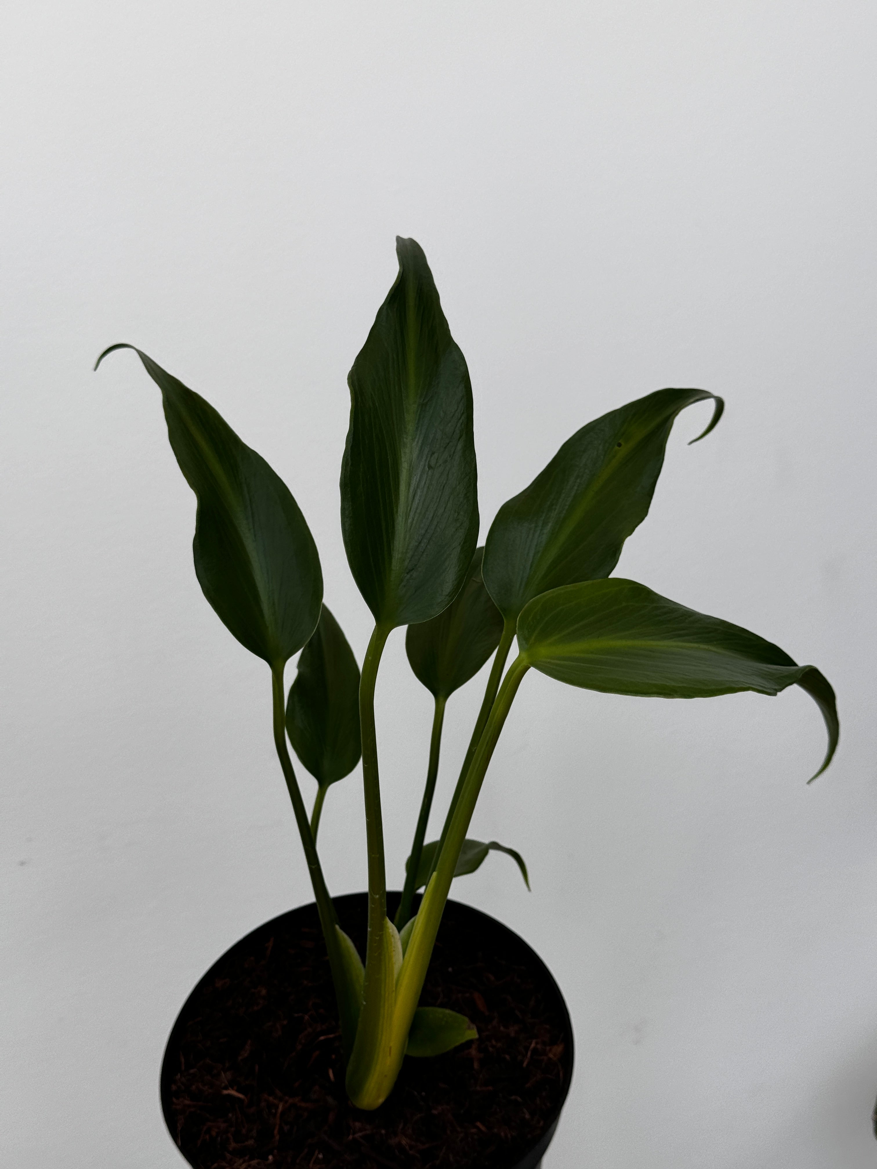 Monstera Burle Marx Flame – Plant and People