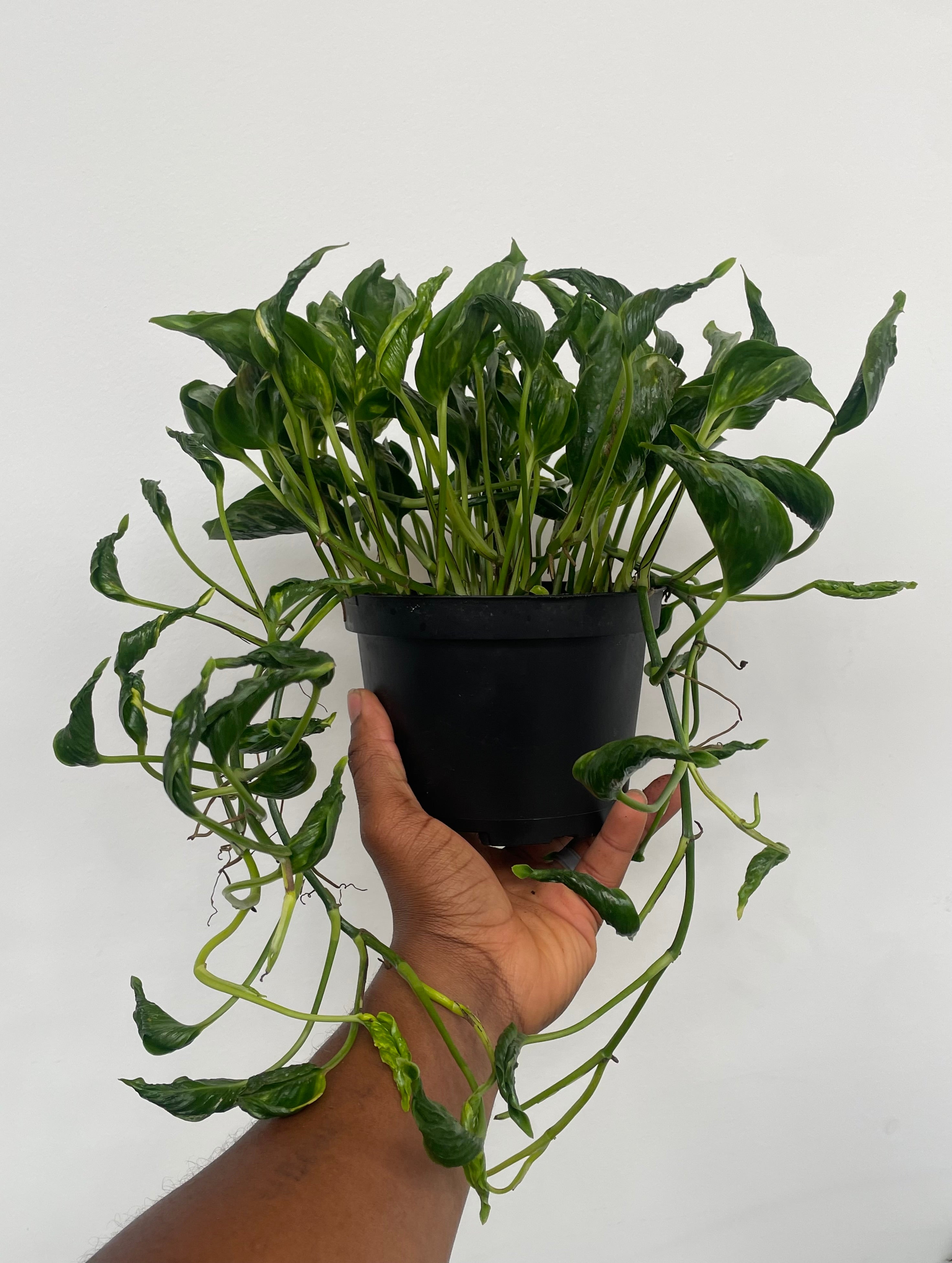 Shangri La Pothos