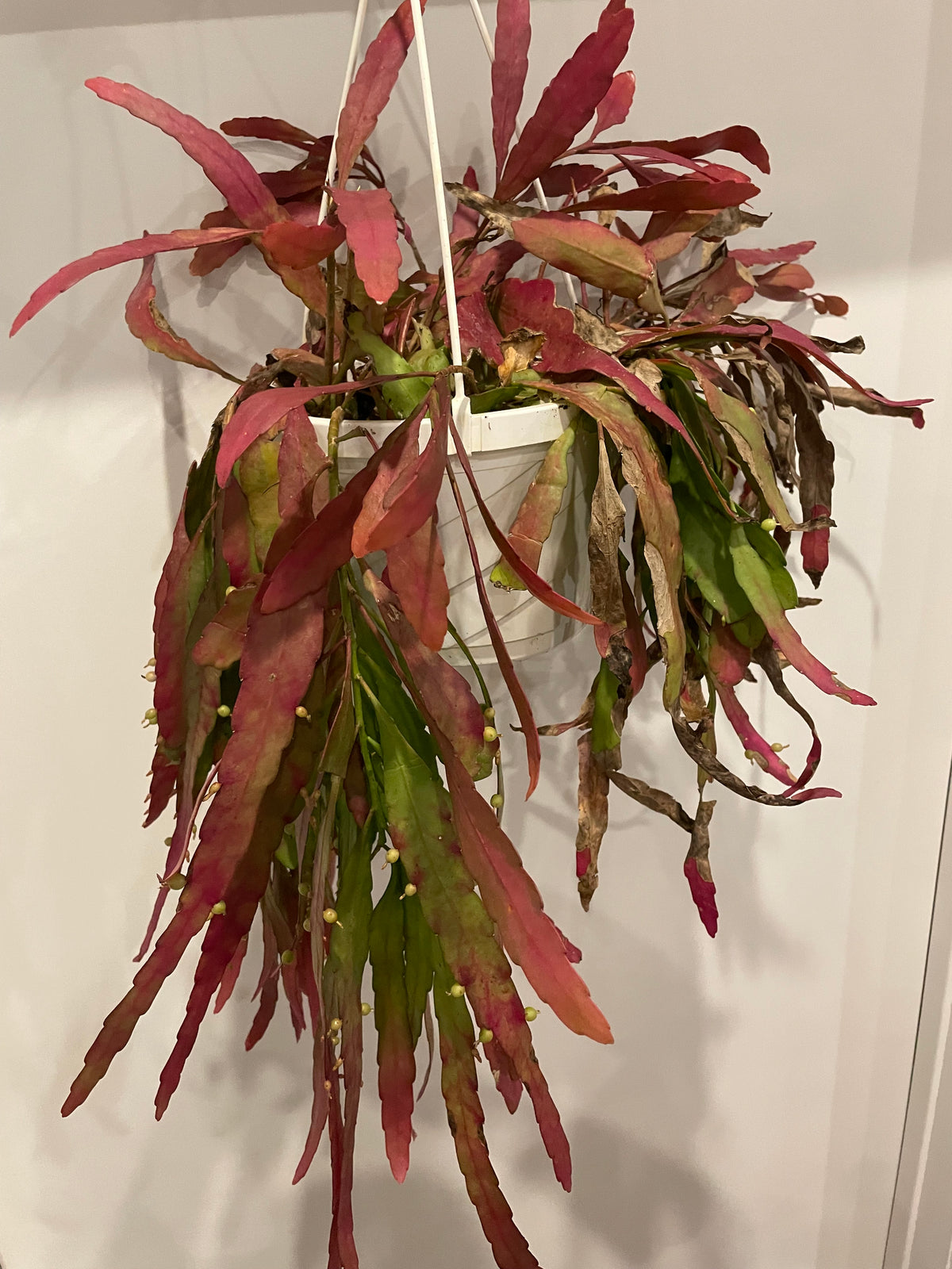 Rhipsalis Ramulosa