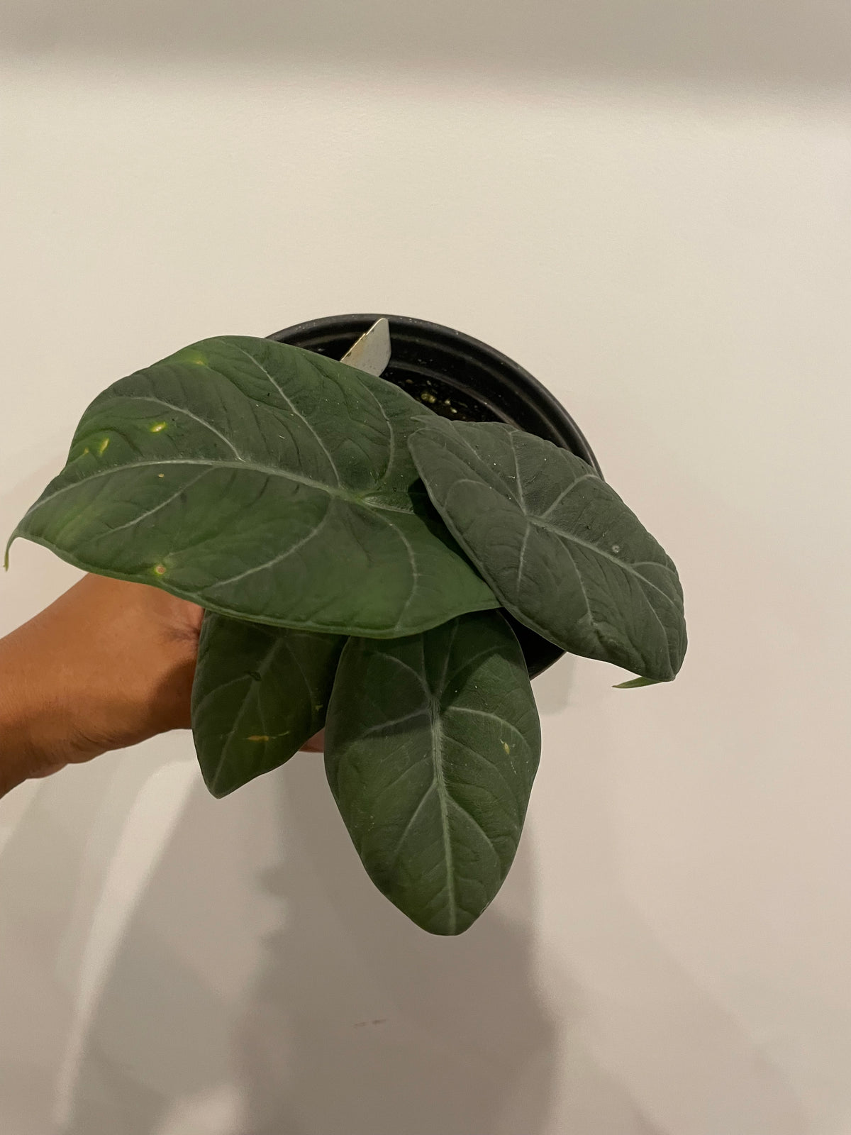 Alocasia Maharani