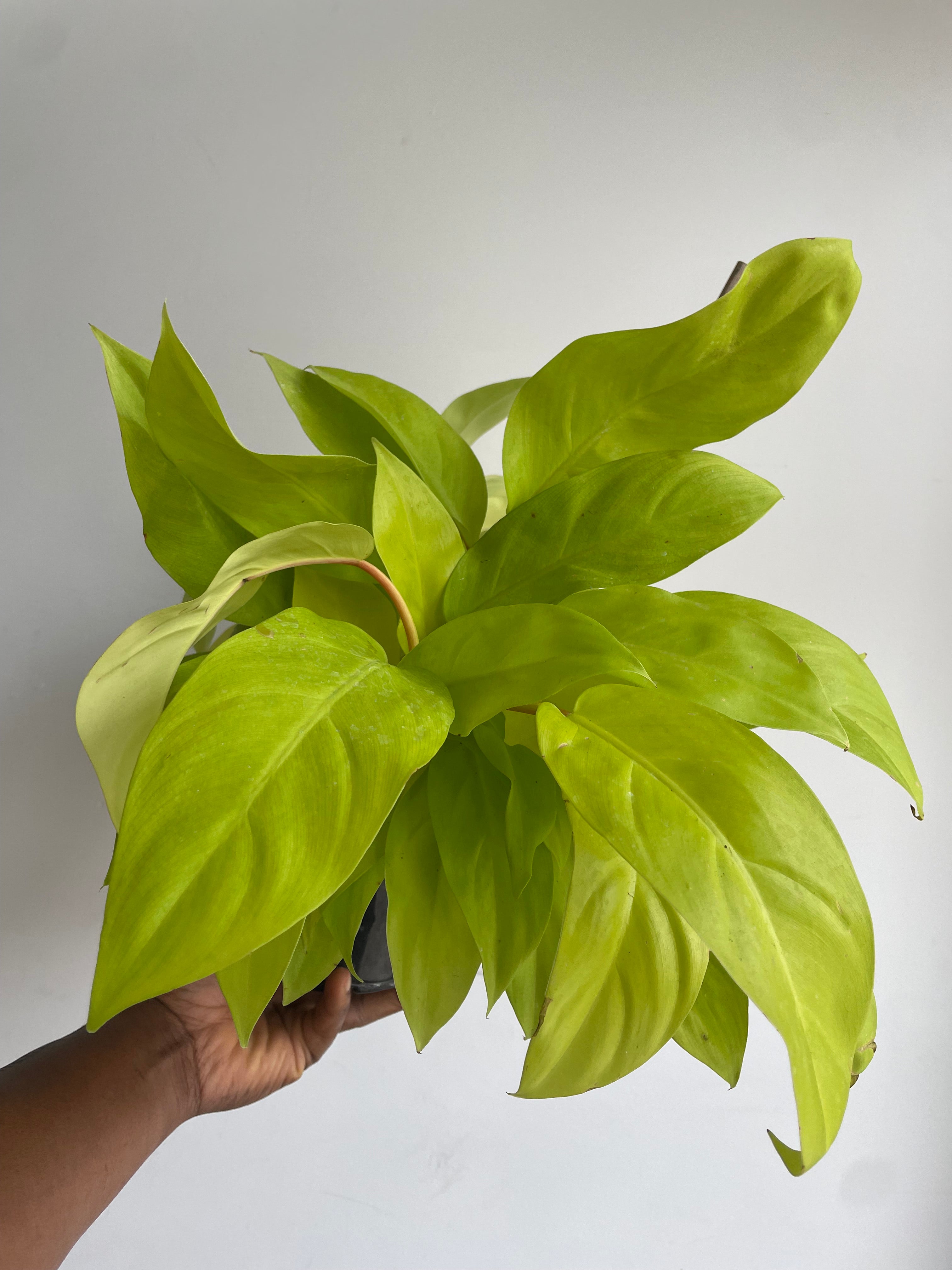 Philodendron Mayala Gold