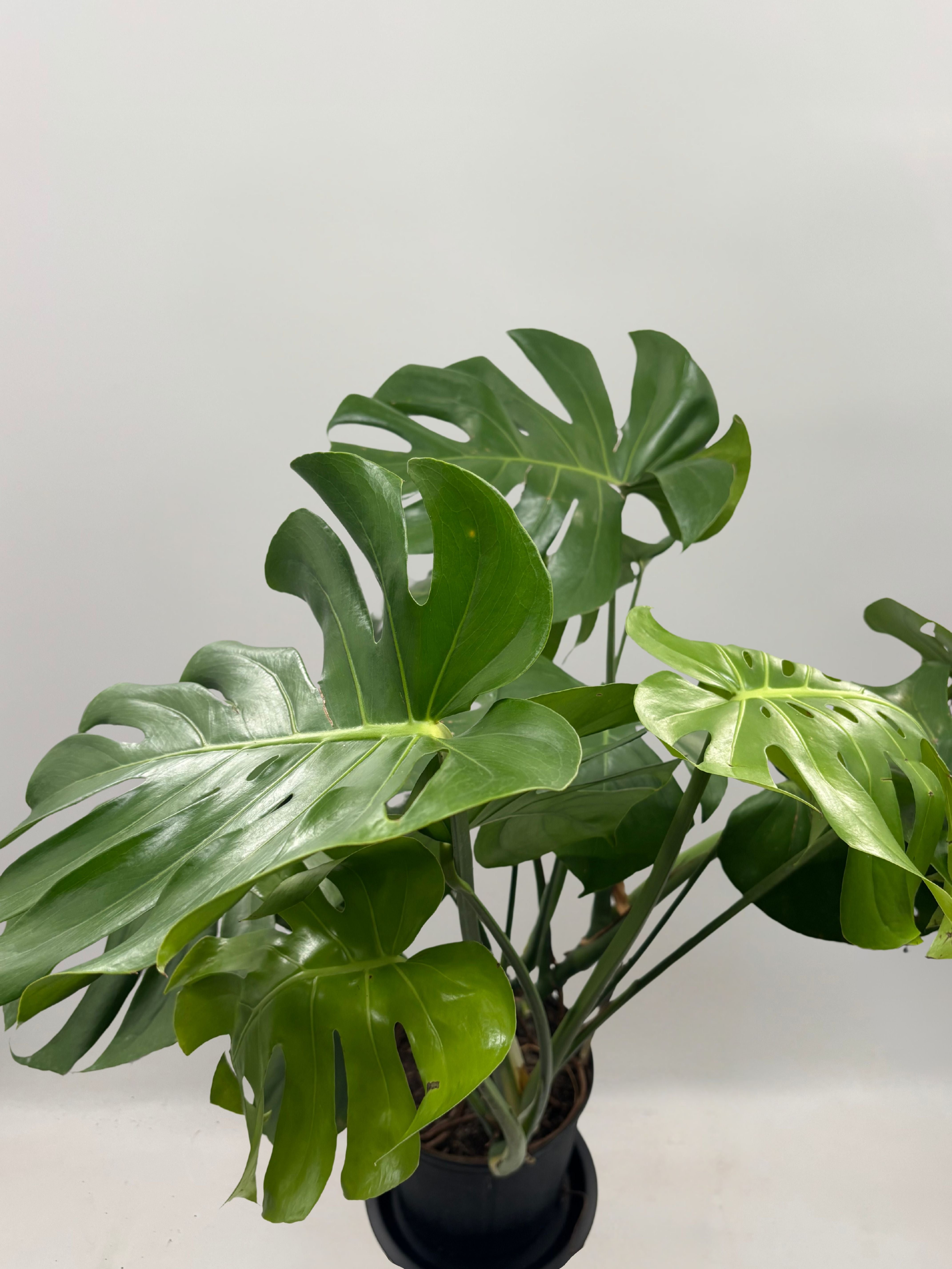 Monstera Deliciosa