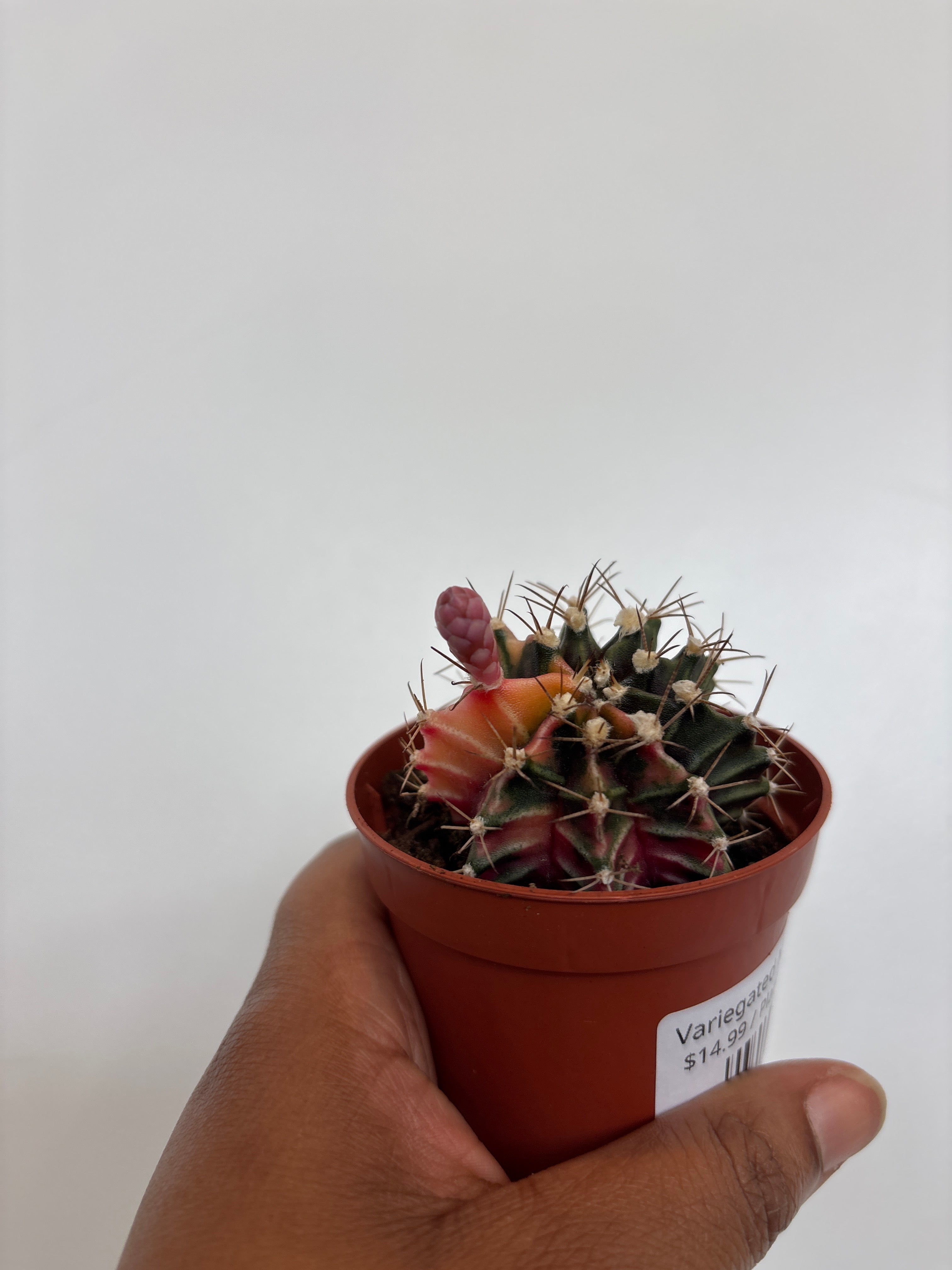 Variegated Moon Cactus