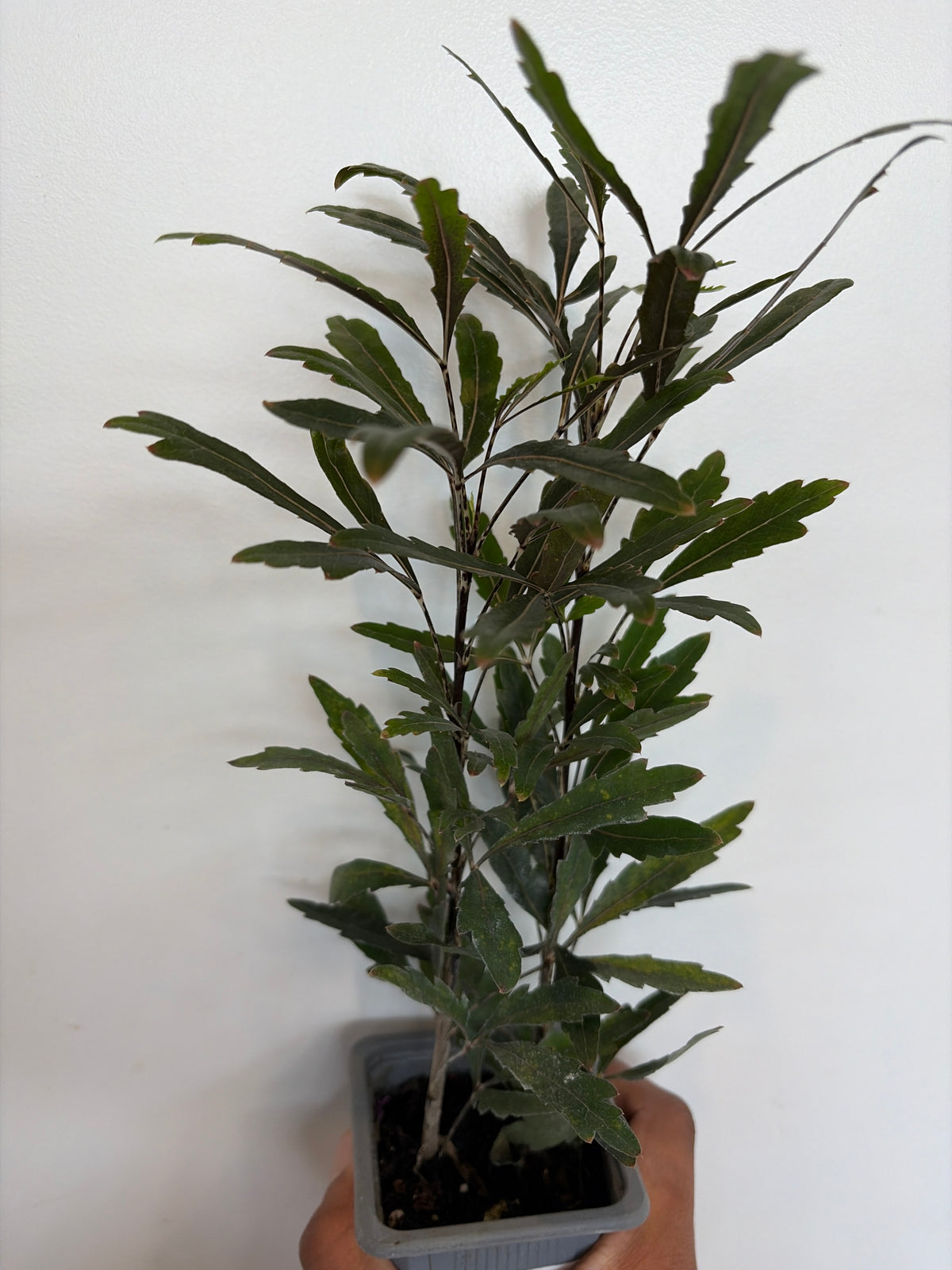 Spider Aralia, Plerandra elegantissima