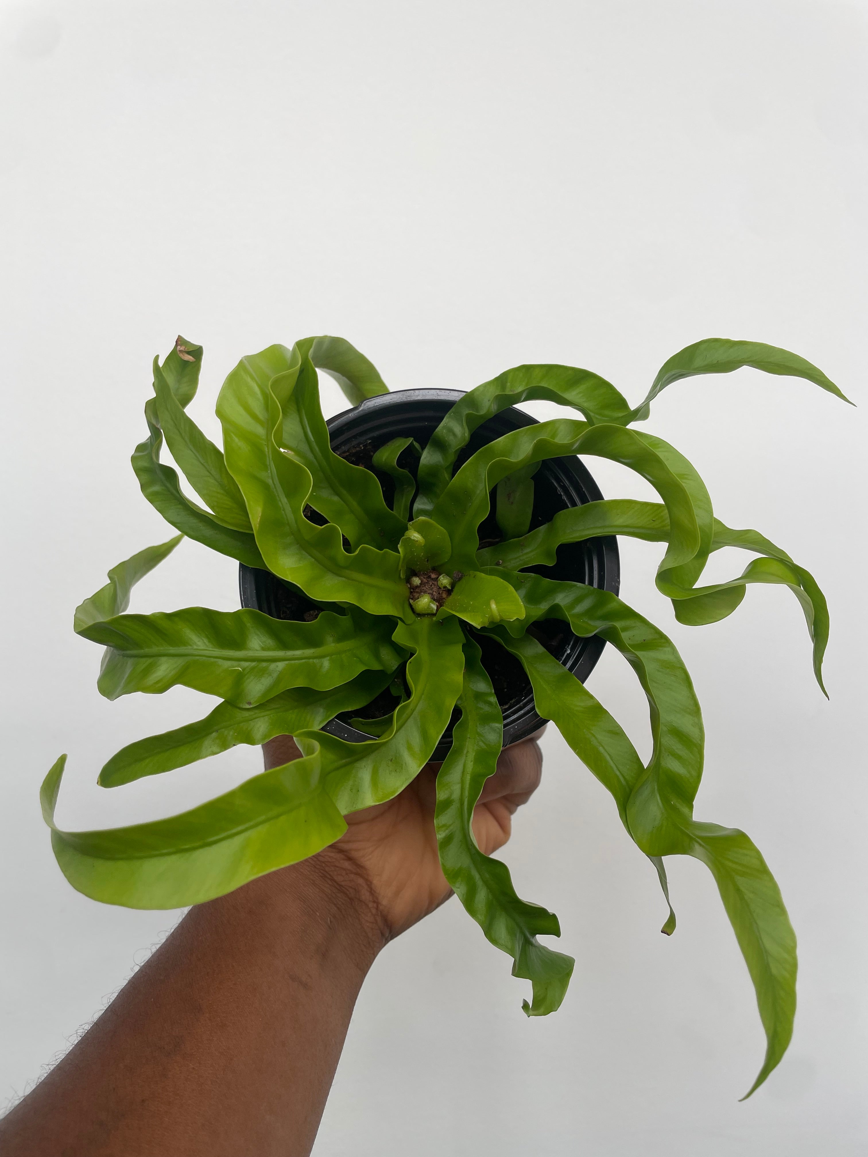Birdsnest Hurricane Fern – Plant and People