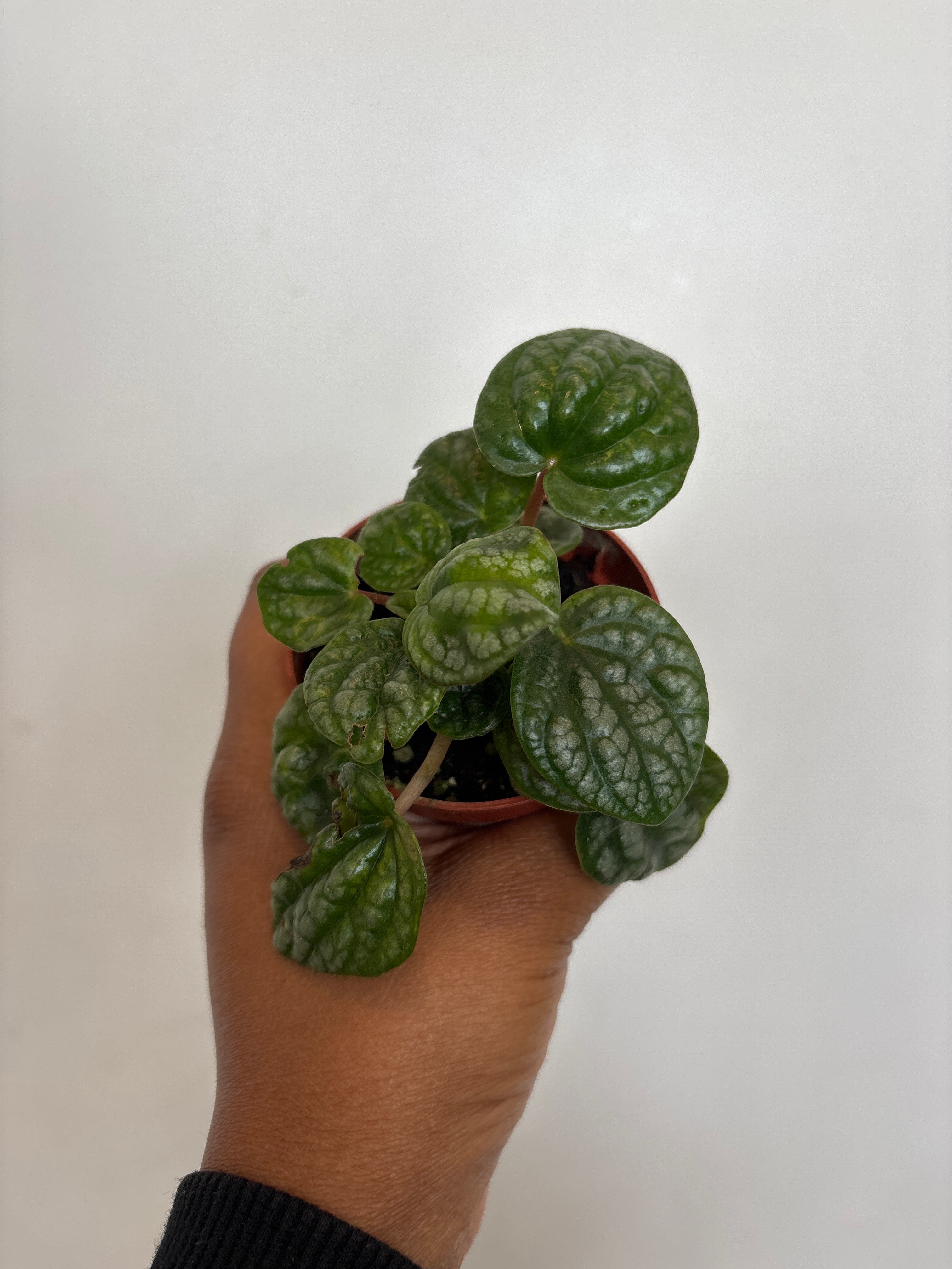 Peperomia caperata 'Burbella'