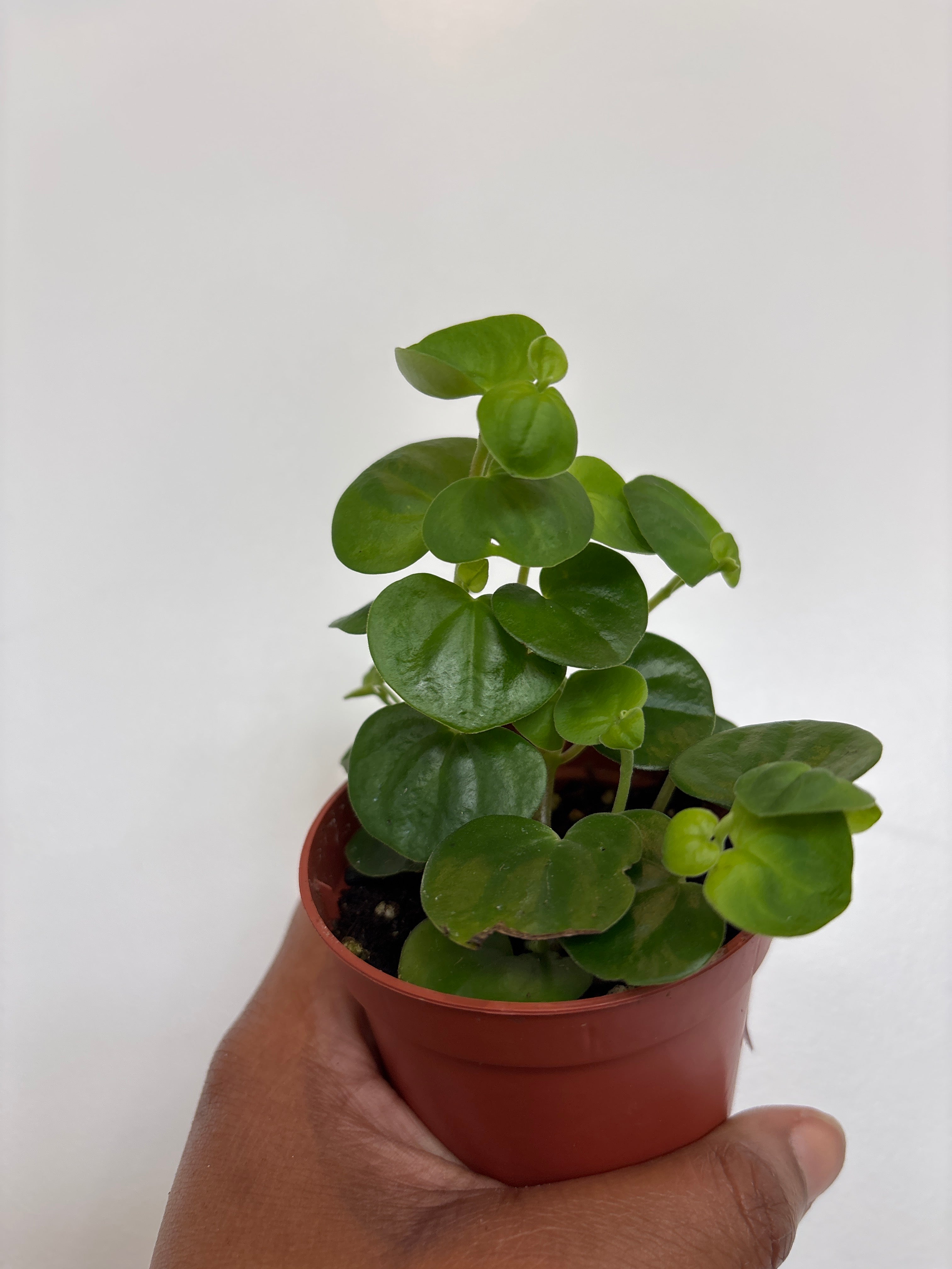 Bitcoin Chinese Money Plant