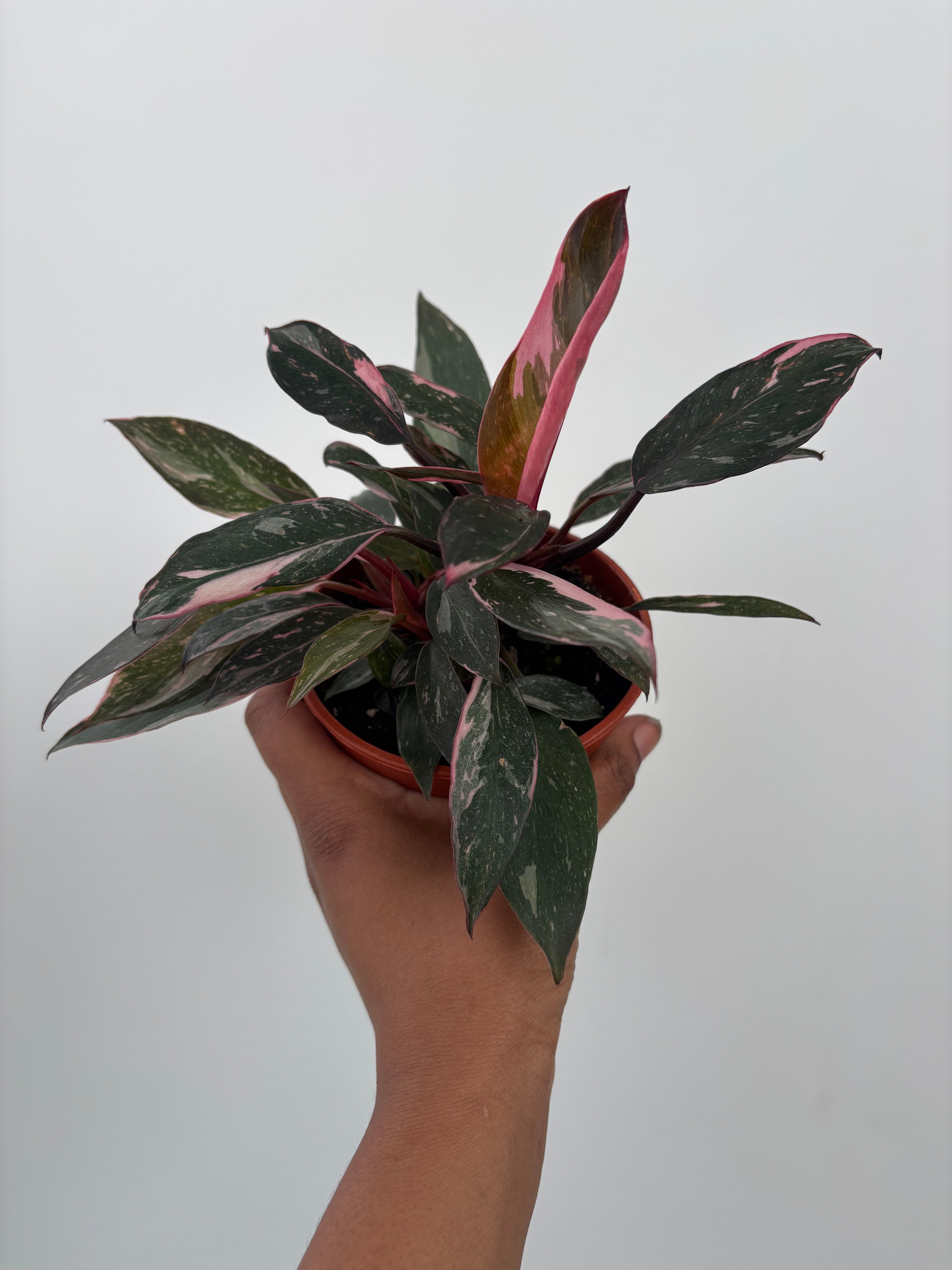 Pink Princess Philodendron Marble