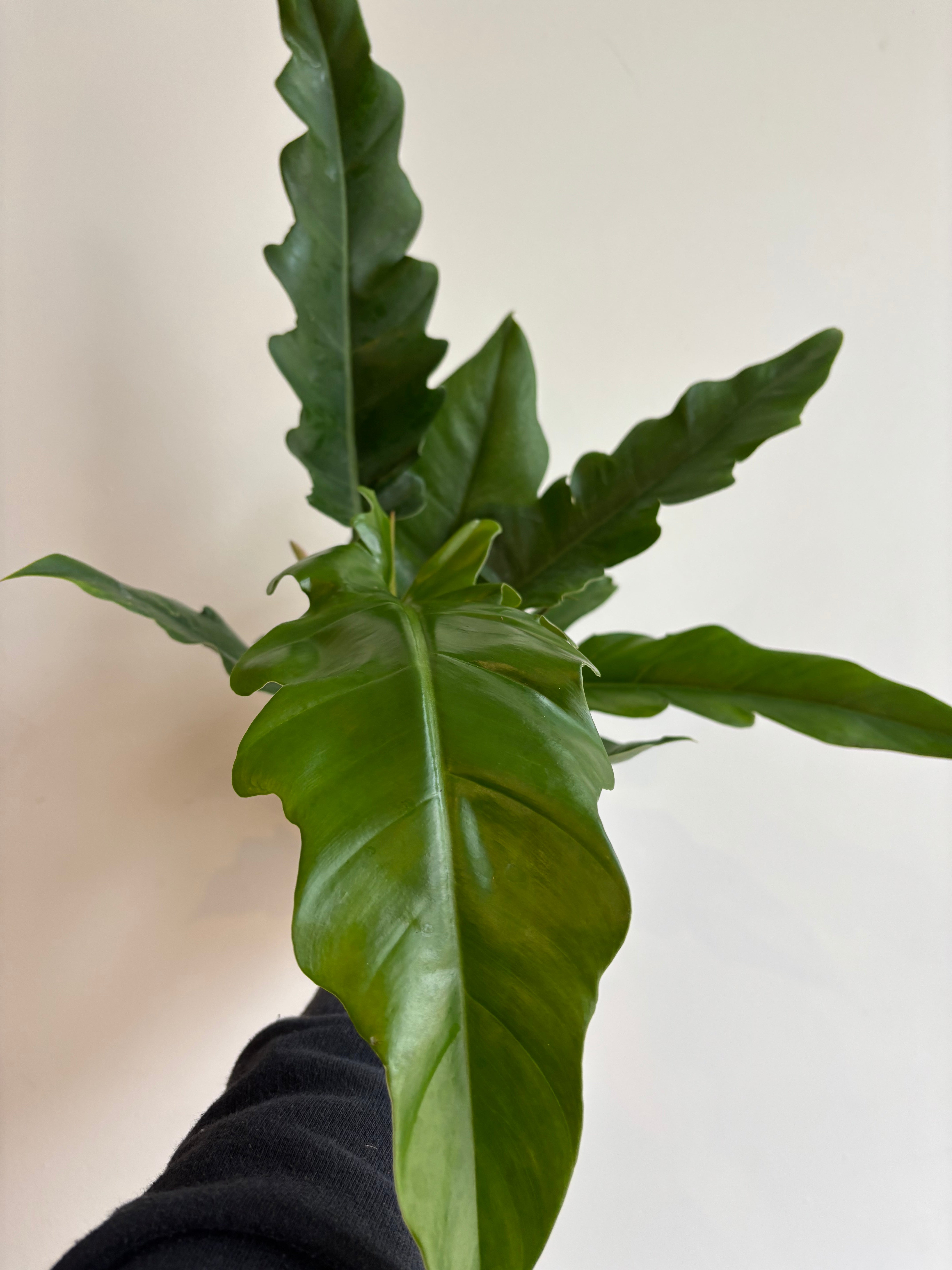 Philodendron Narrow, Tiger Tooth