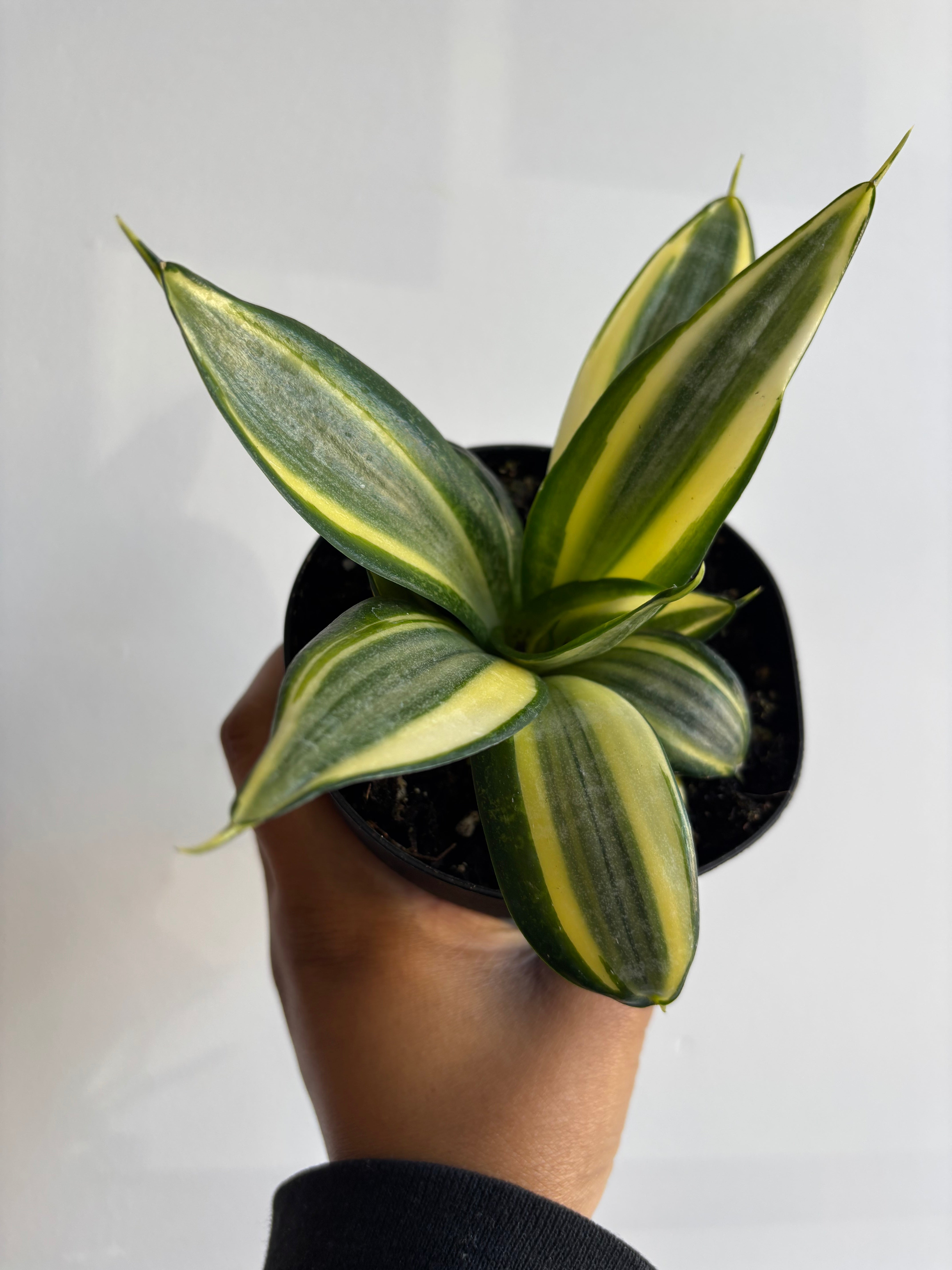 Sansevieria Golden Hahnii