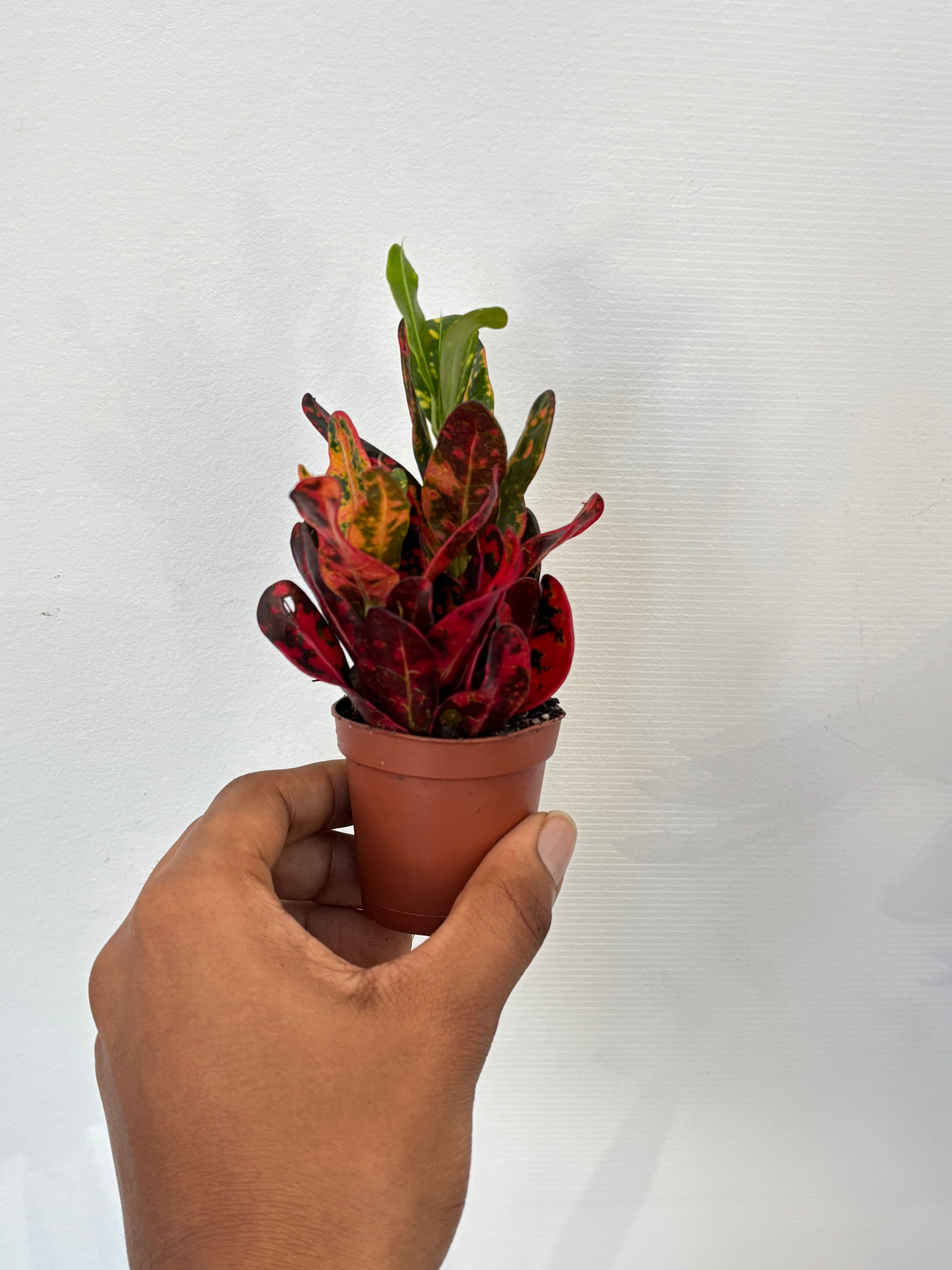 Codiaeum variegatum Croton