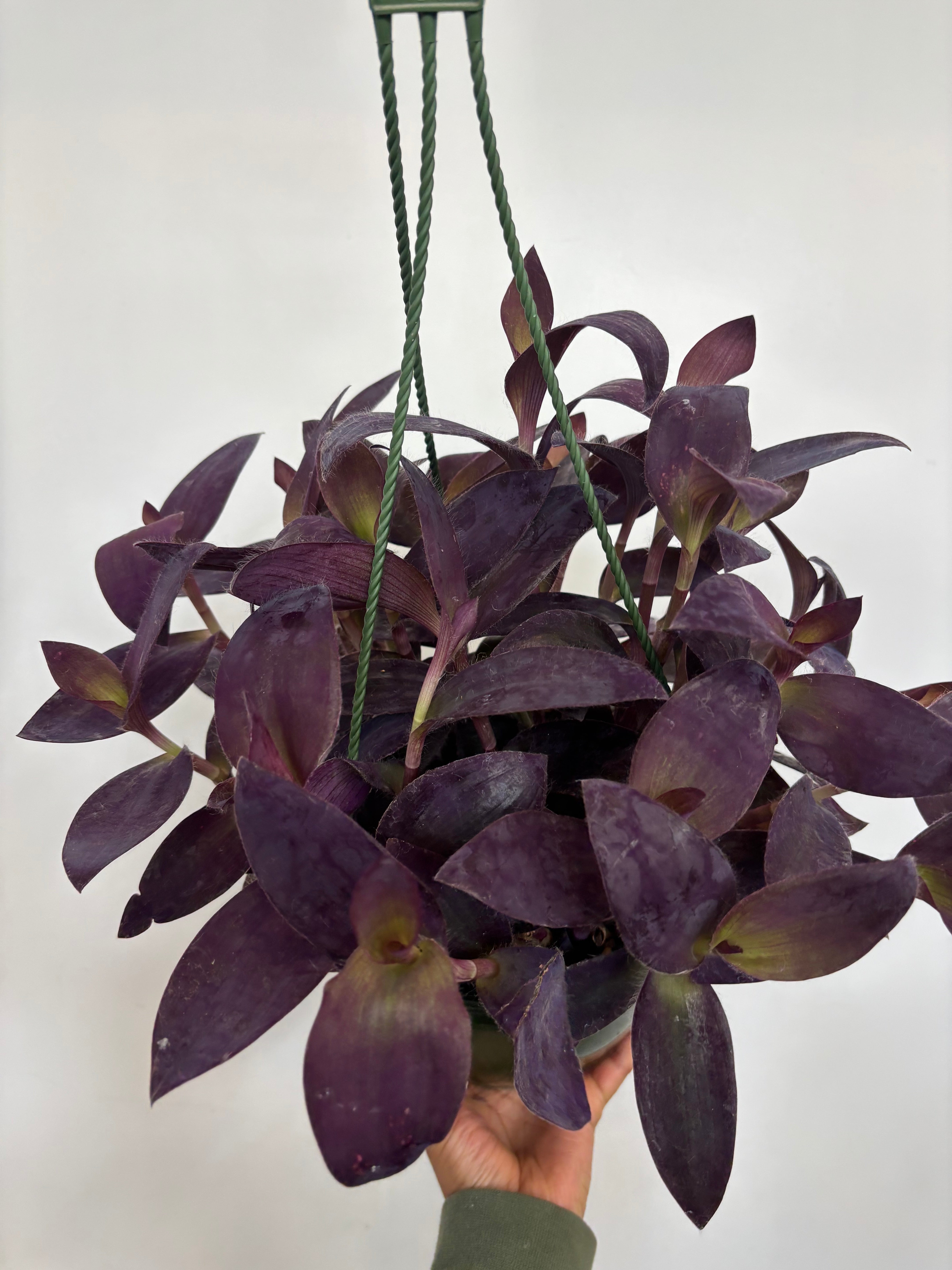 Purple Queen Plant