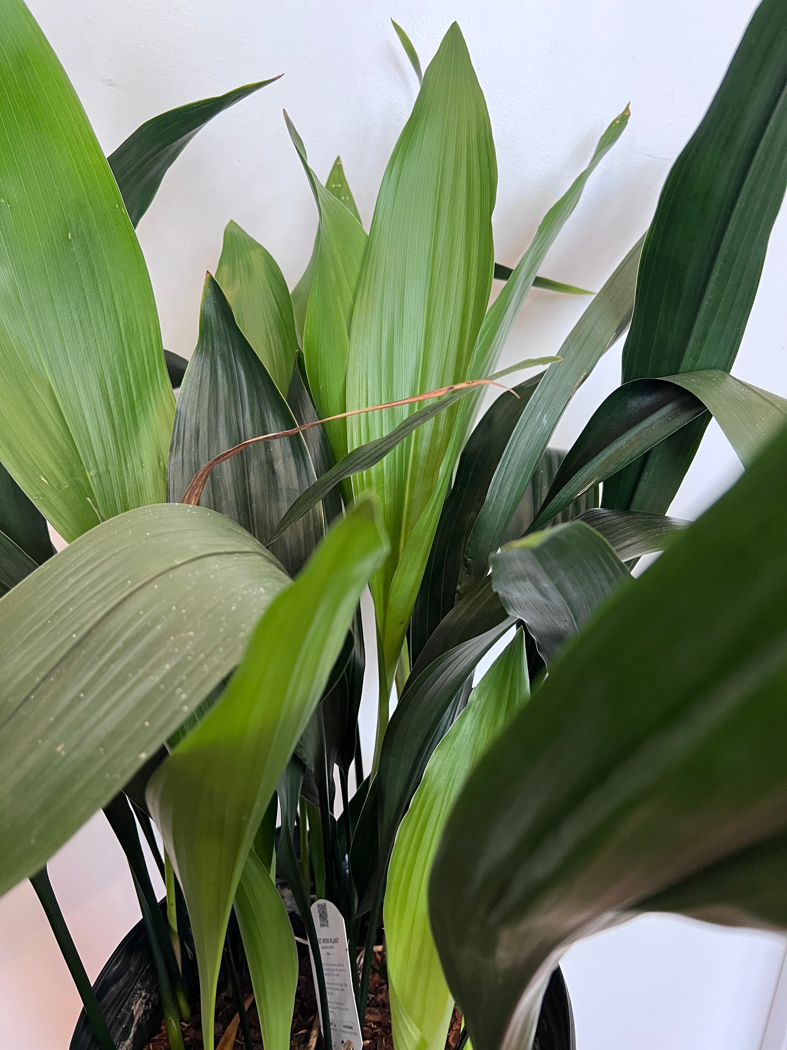 Aspidistra Elatior, Cast iron plant