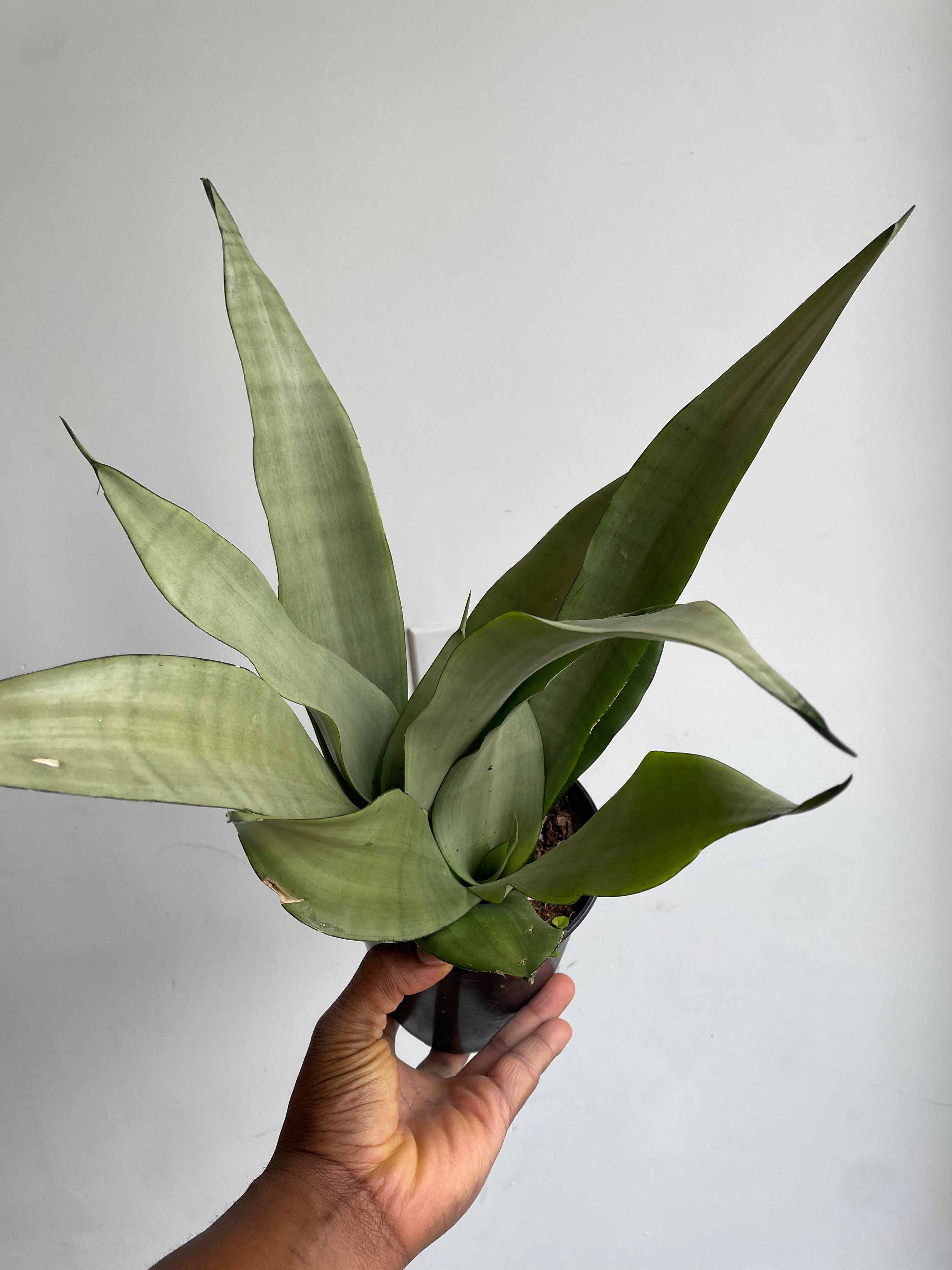 Moonshine Snake Plant