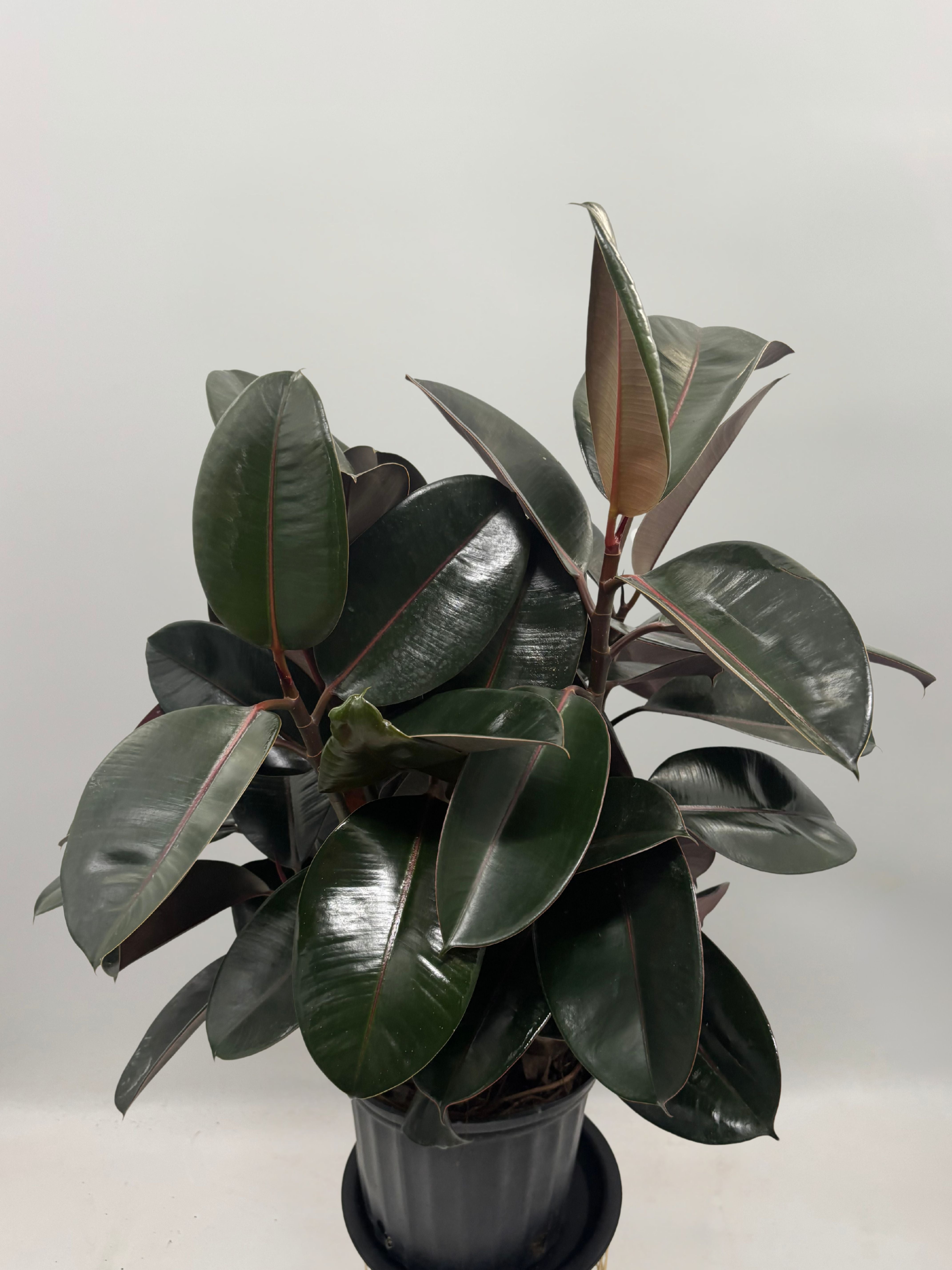 Ficus Elastica,Rubber Plant