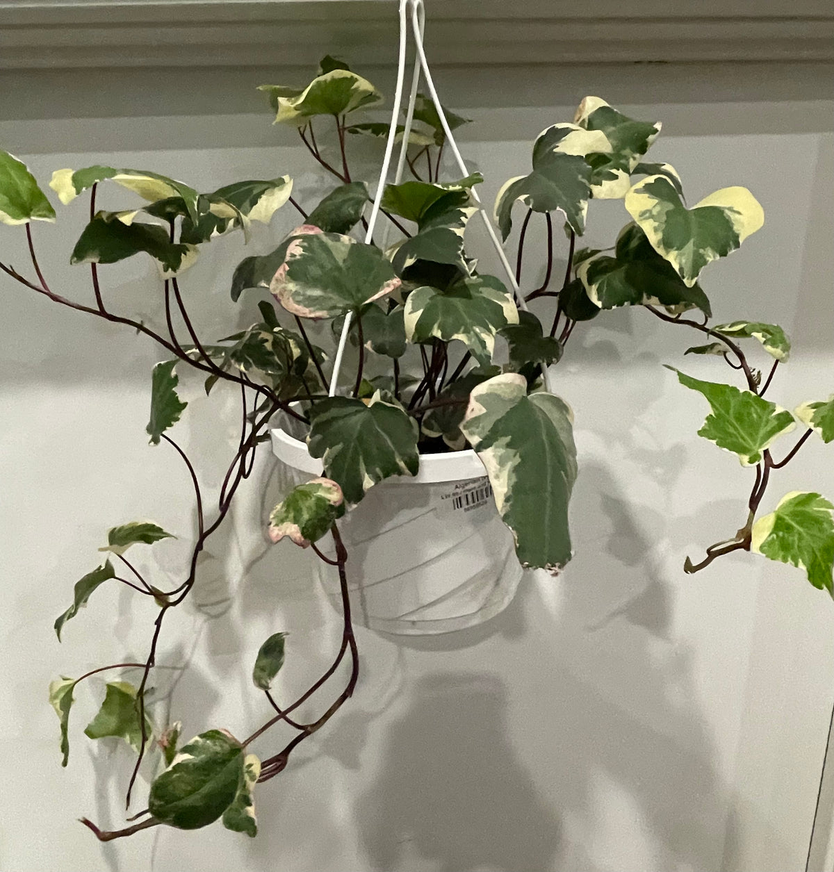 Algerian Ivy