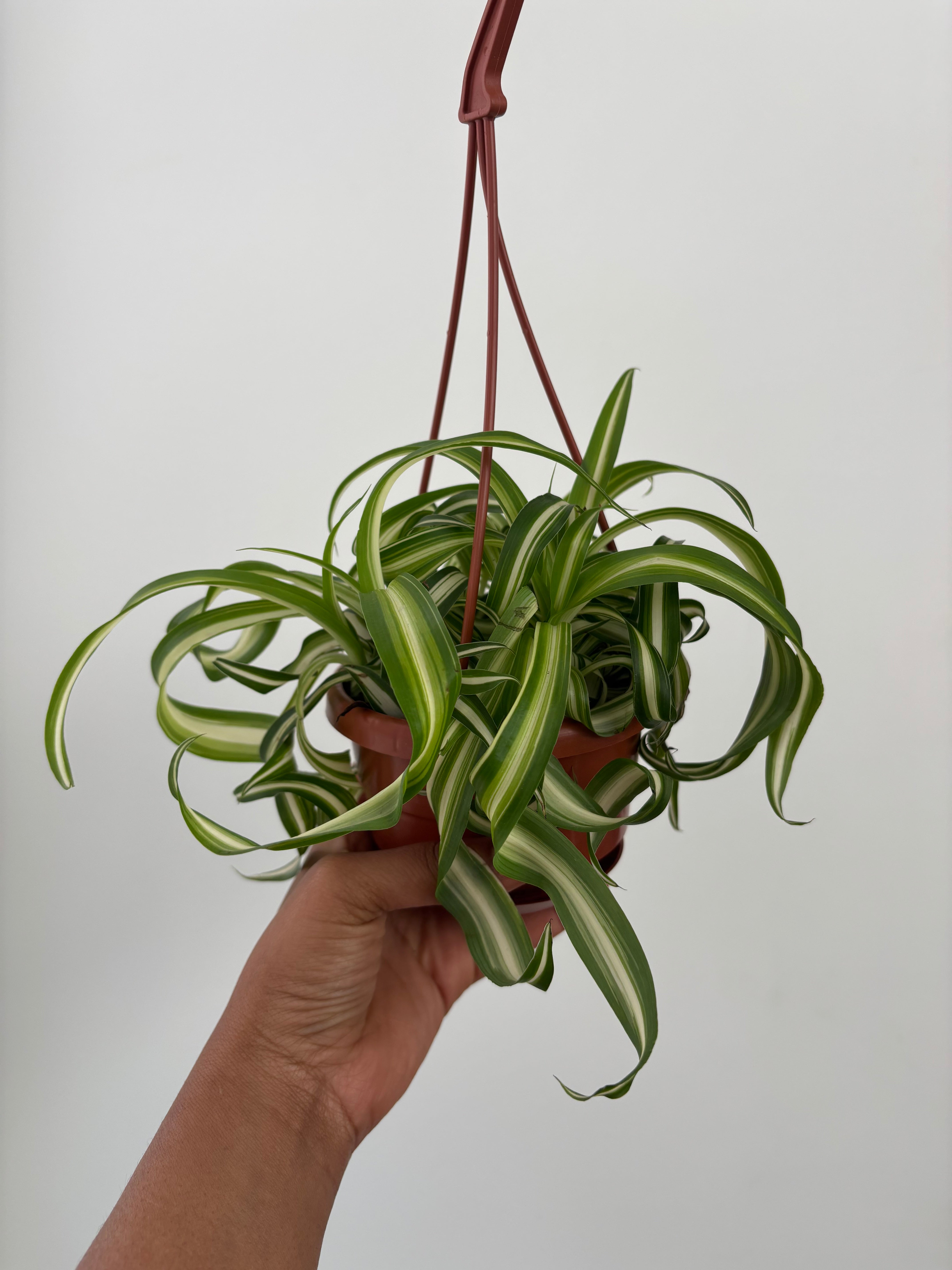 spider plant with curly leaves Curly Spider Plant