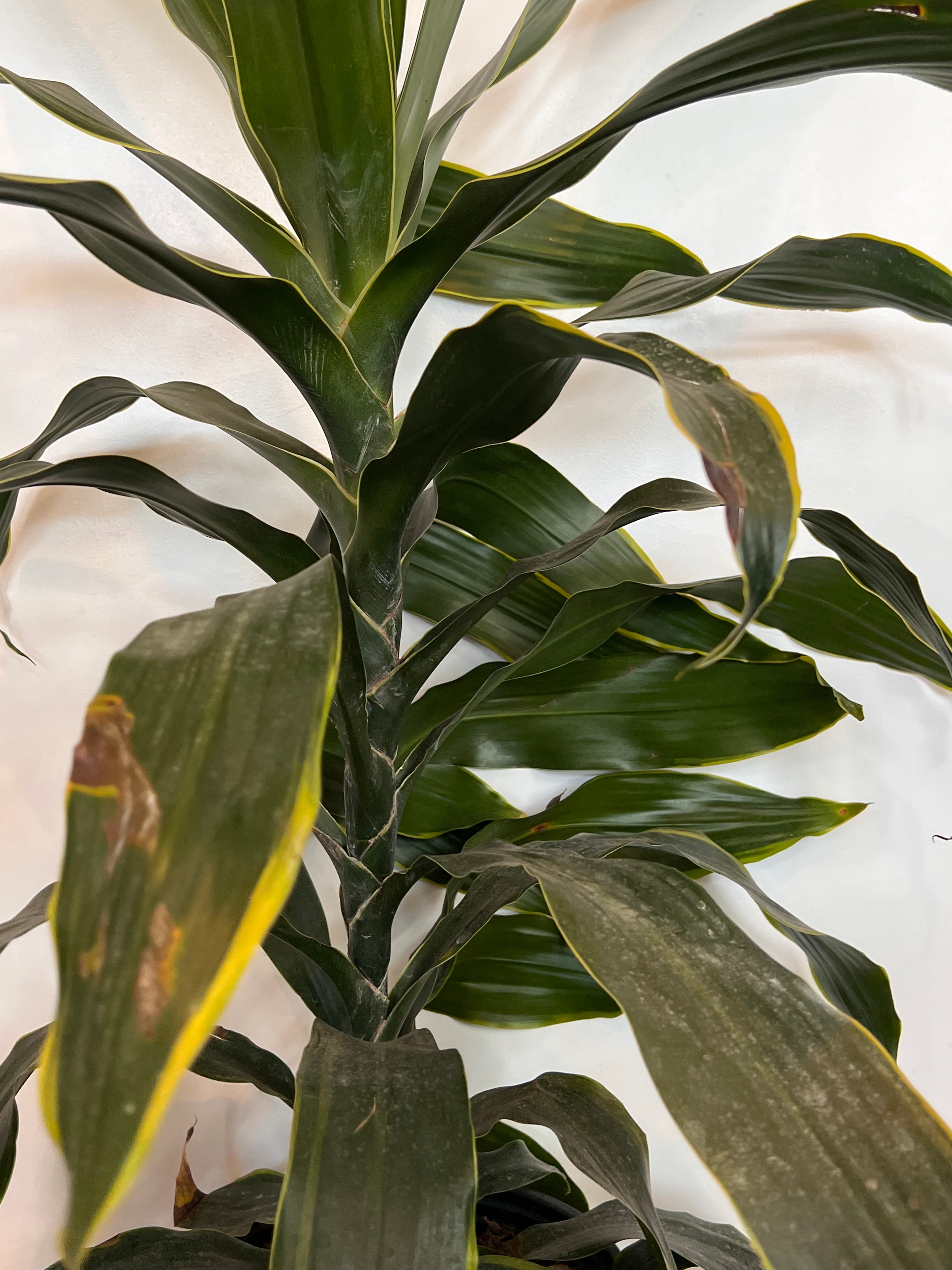Dracaena Mass Cane, Corn Plant