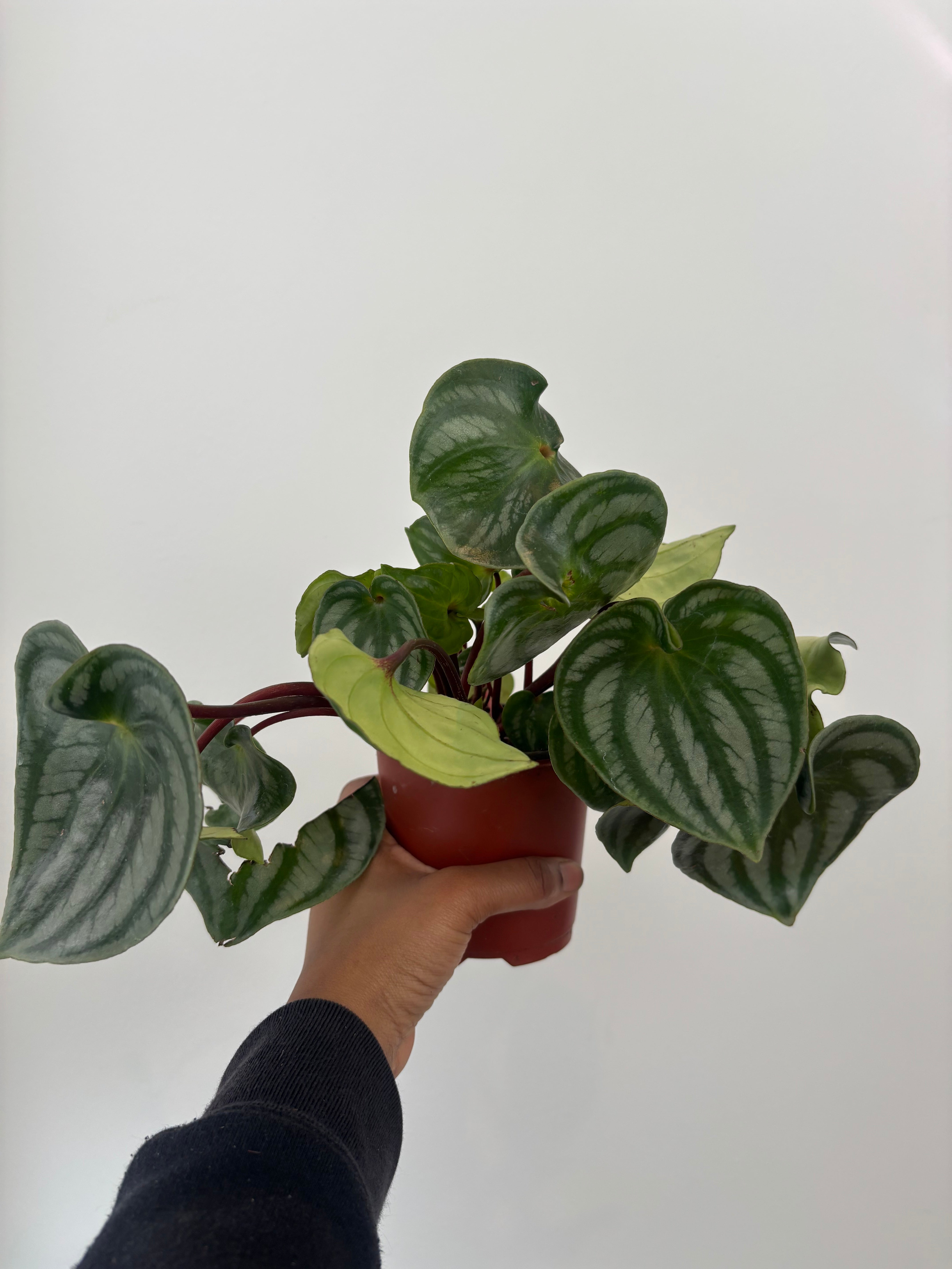 Watermelon Peperomia