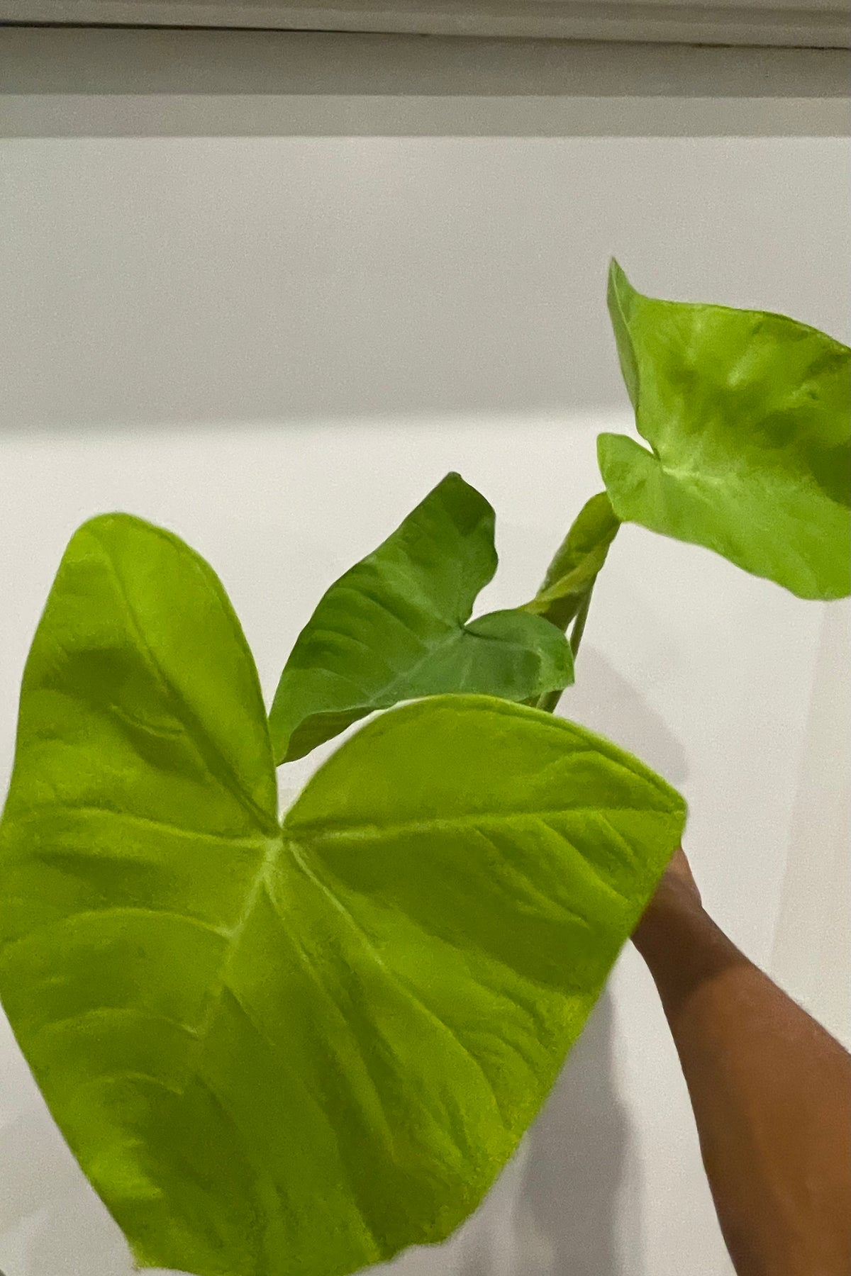 Xanthosoma Lemon Zinger