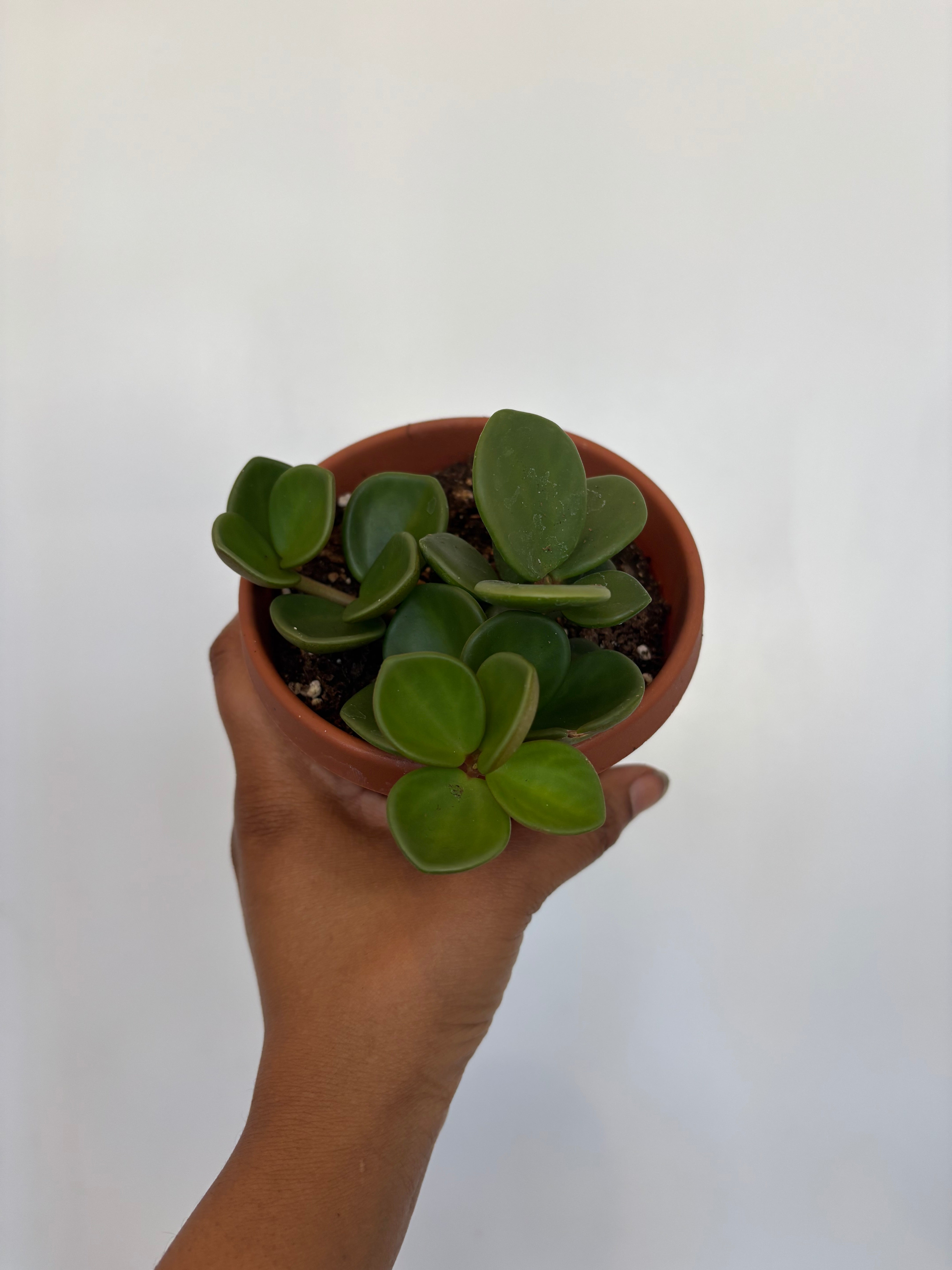 Peperomia Hope