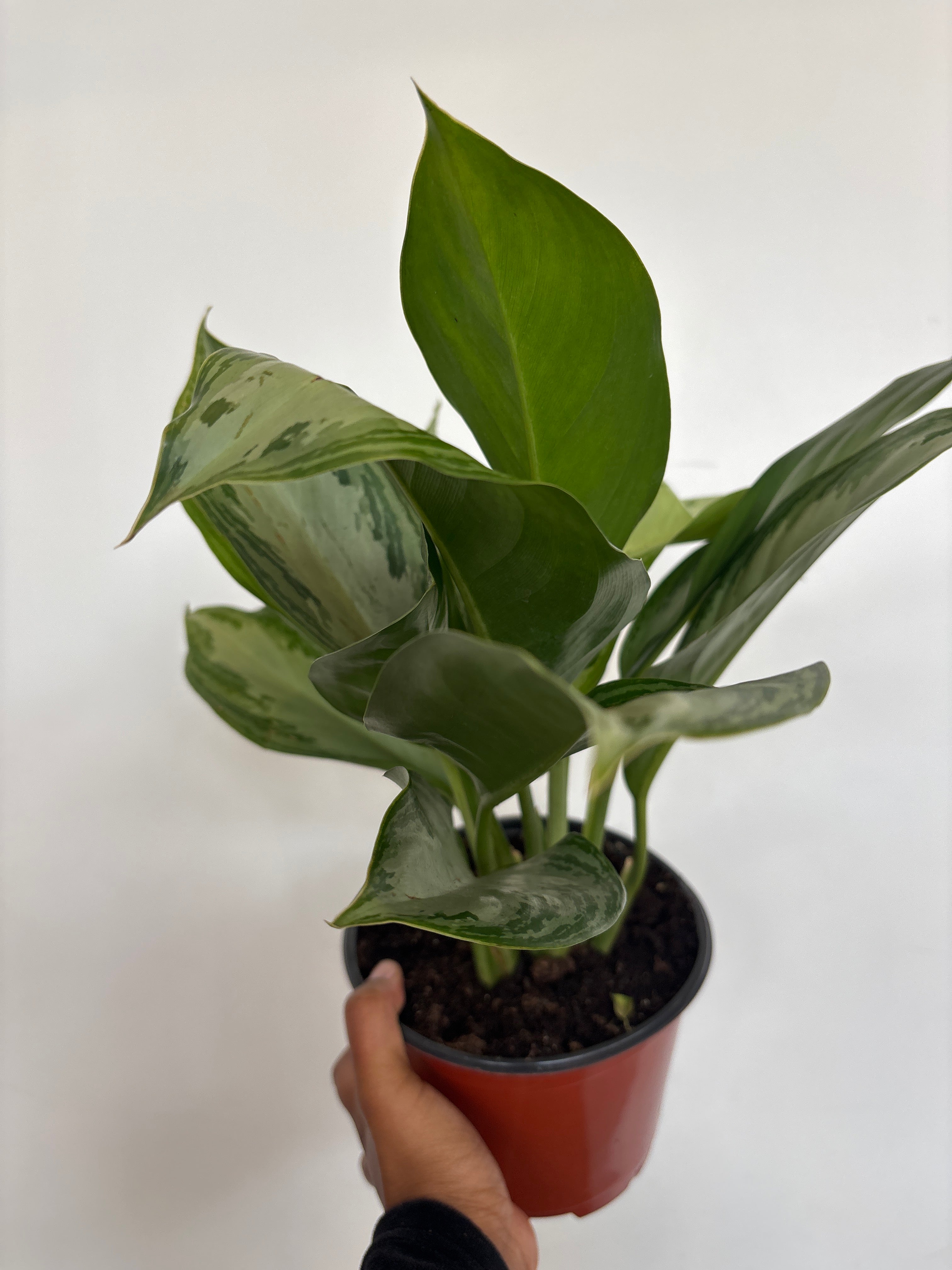 Aglaonema Silver Bay