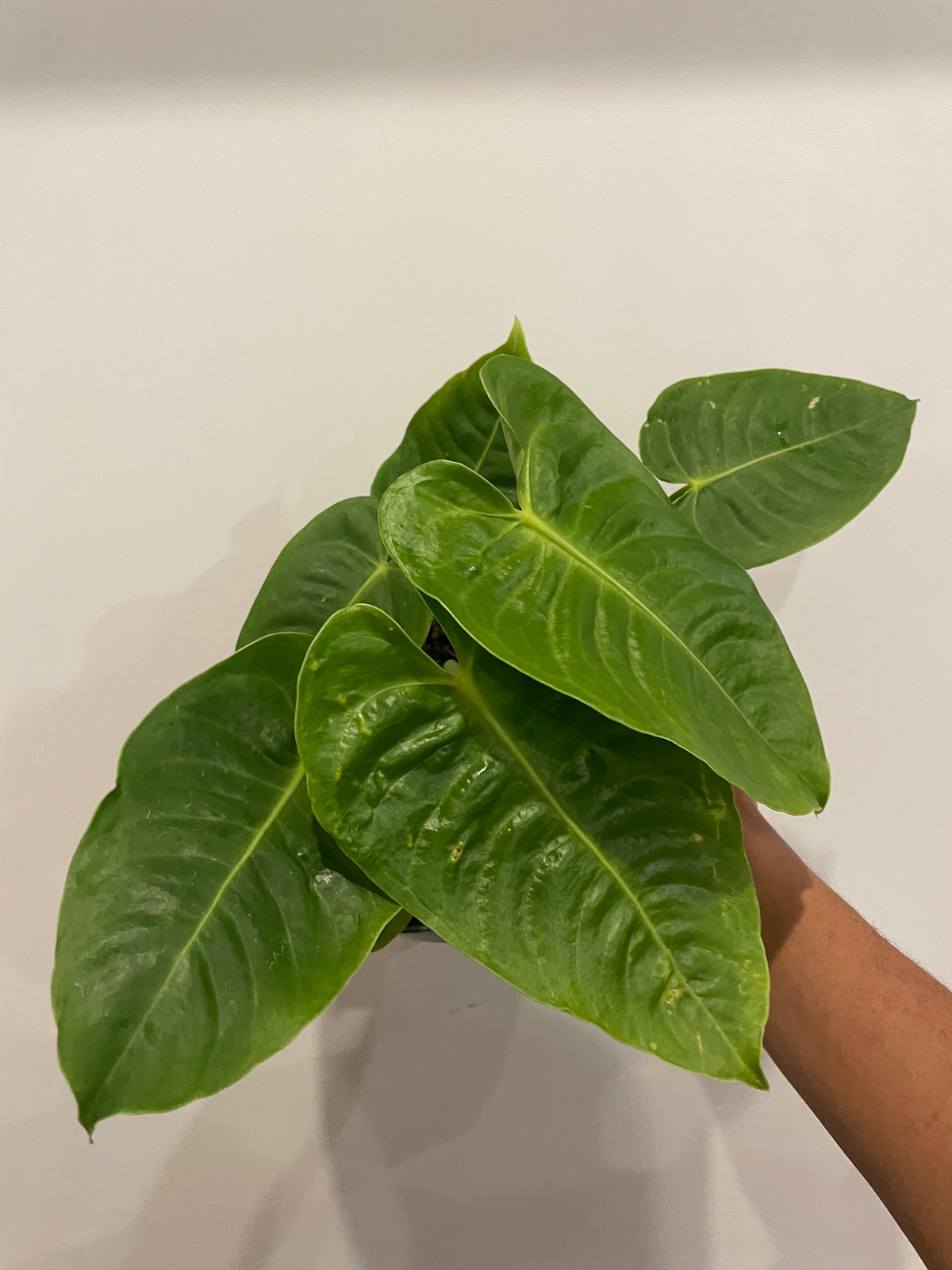 Anthurium king veitchii