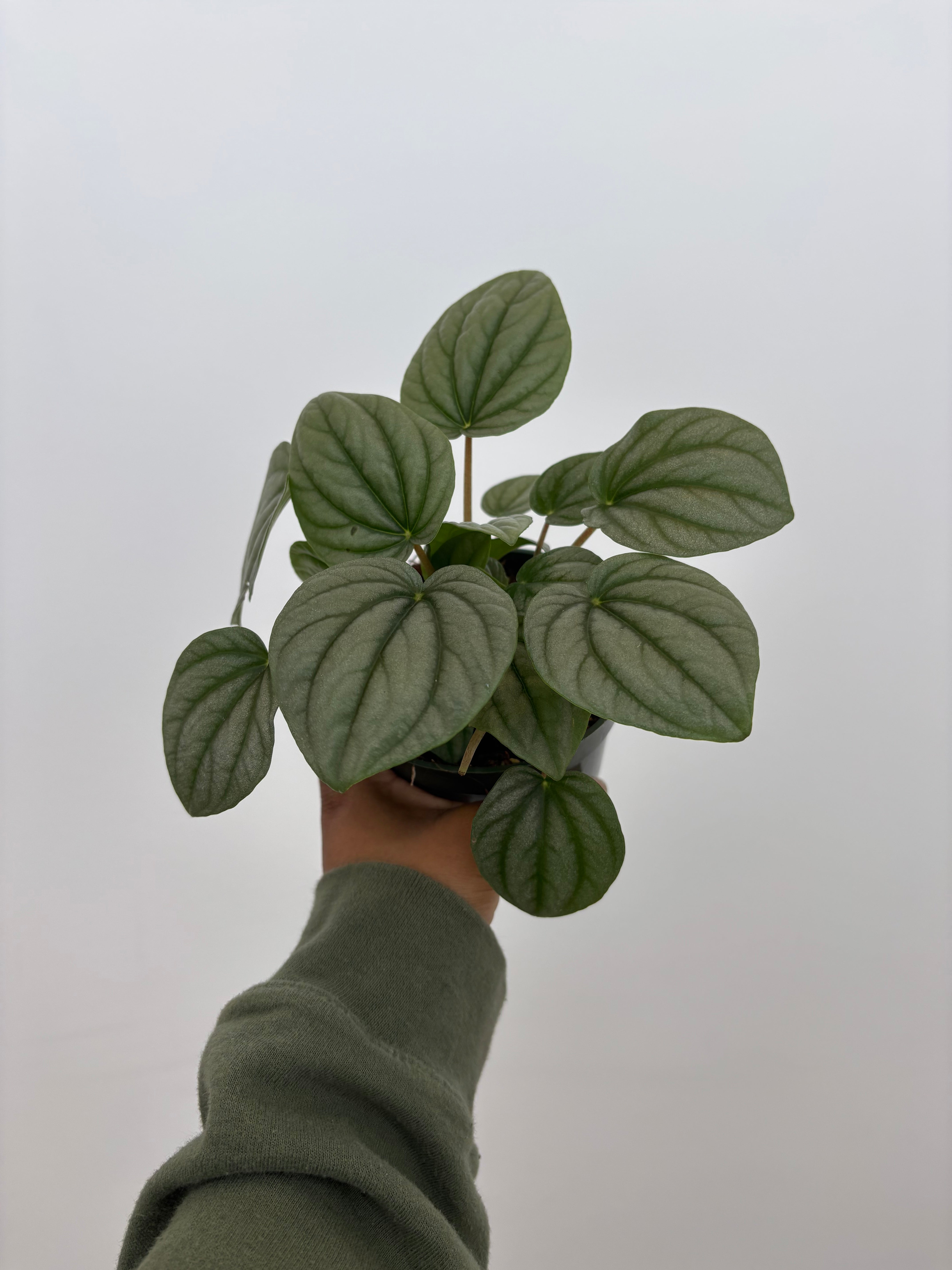 Peperomia Frost  Silver Caperata