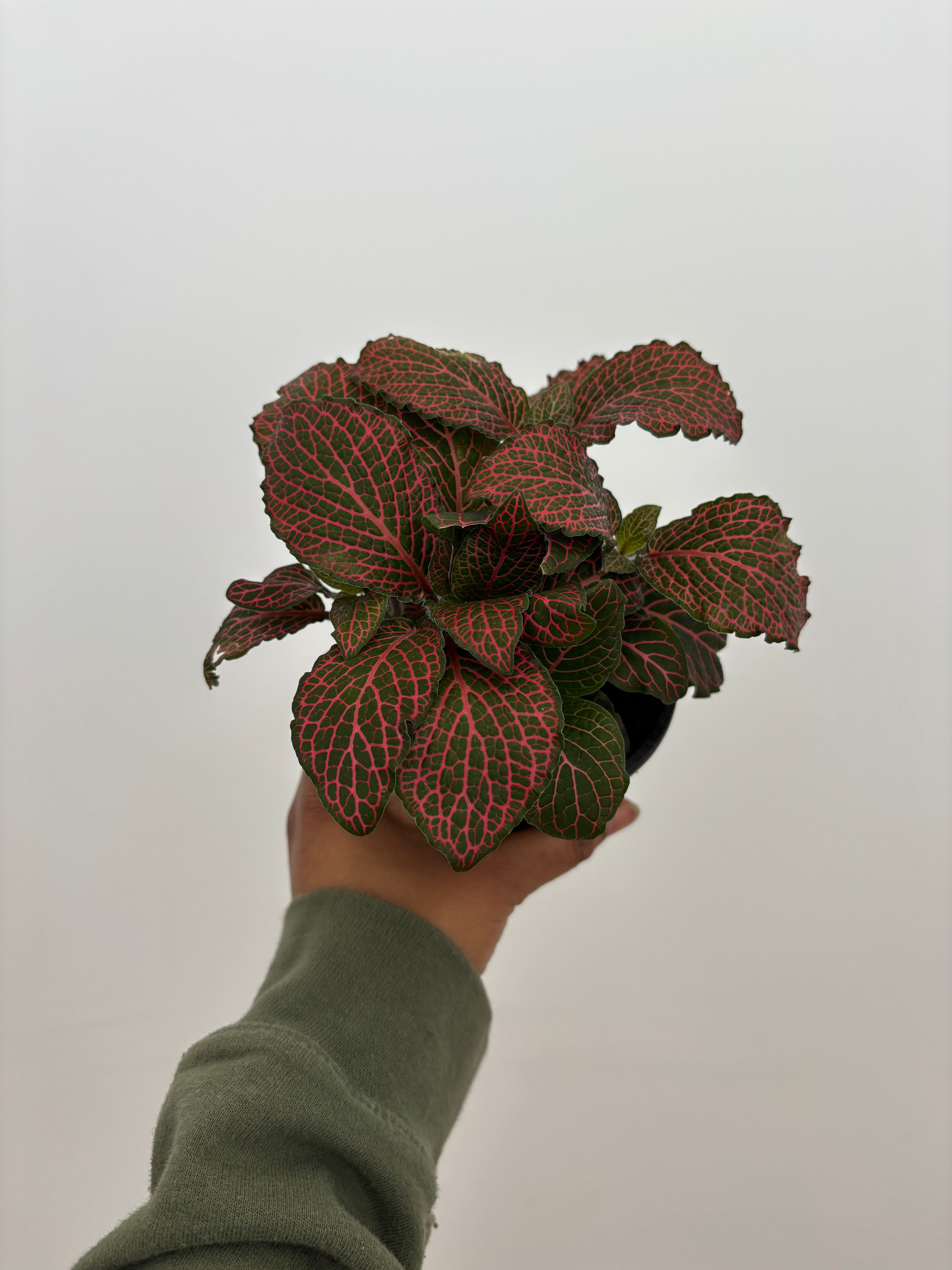 Fittonia