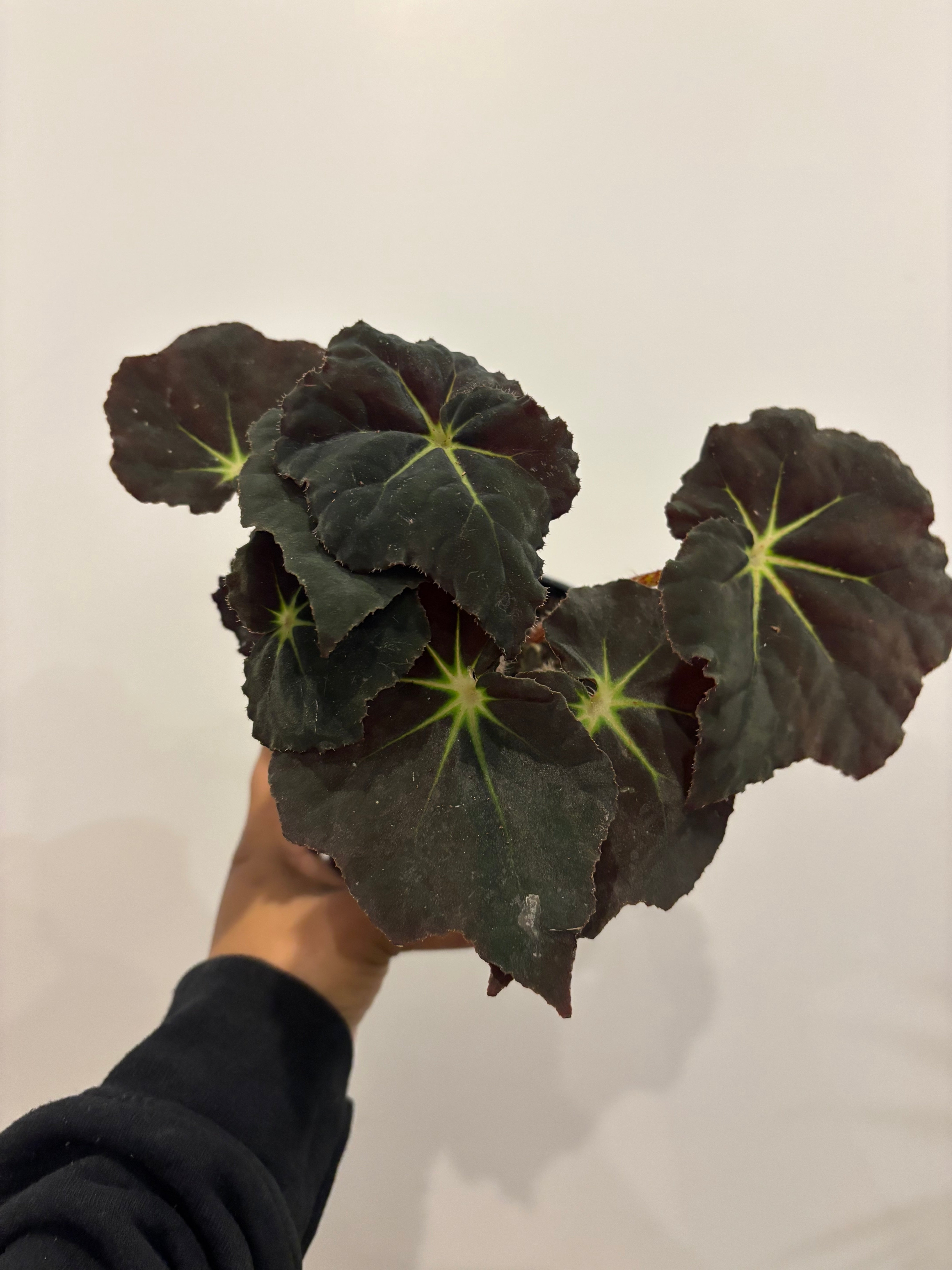 Begonia Black Velvet