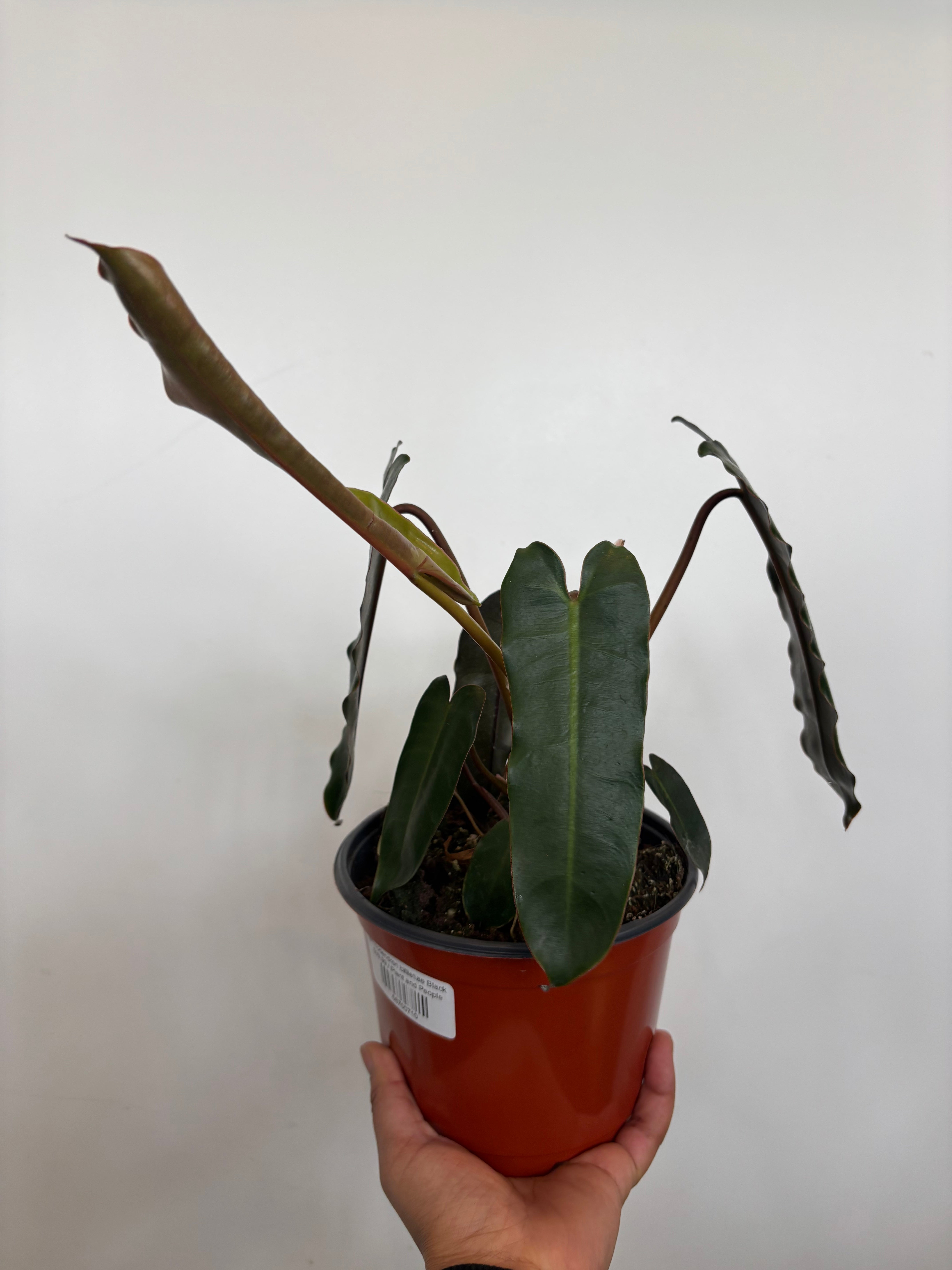 Philodendron billietiae Black