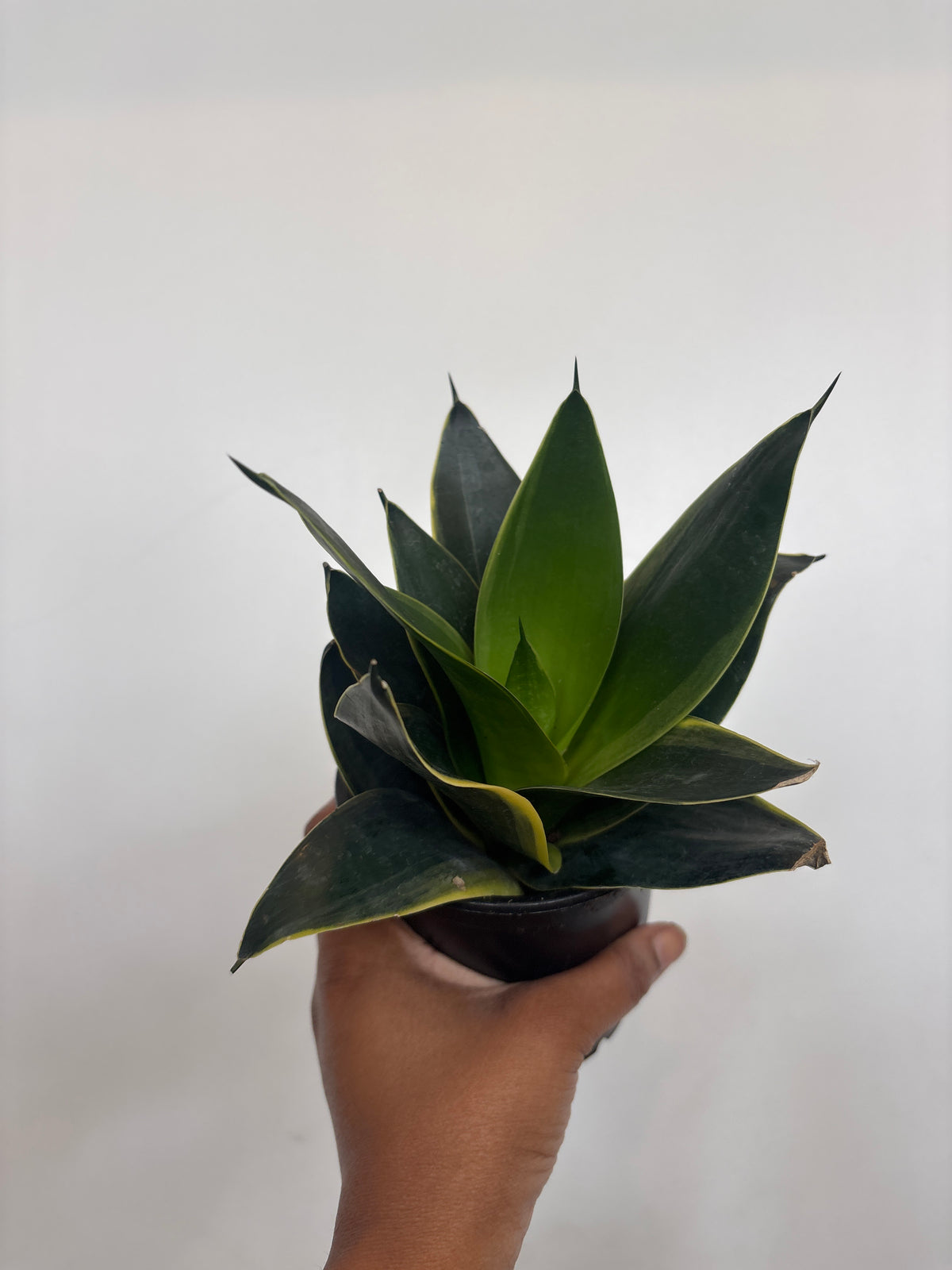 Sansevieria Black Star