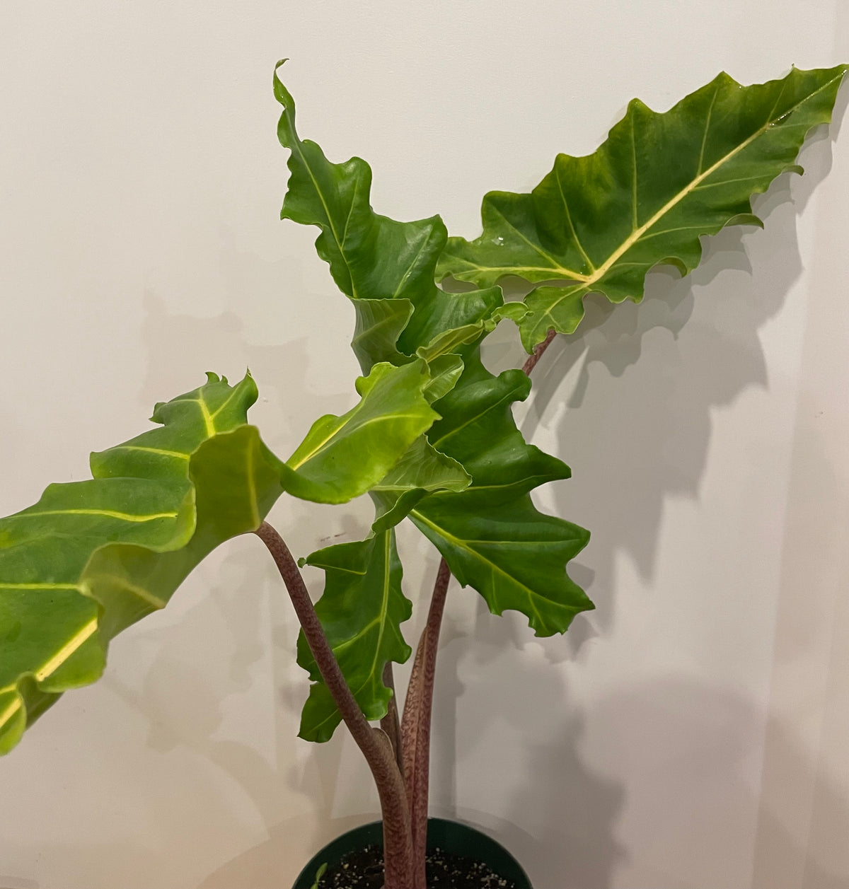 Alocasia Golden Dragon