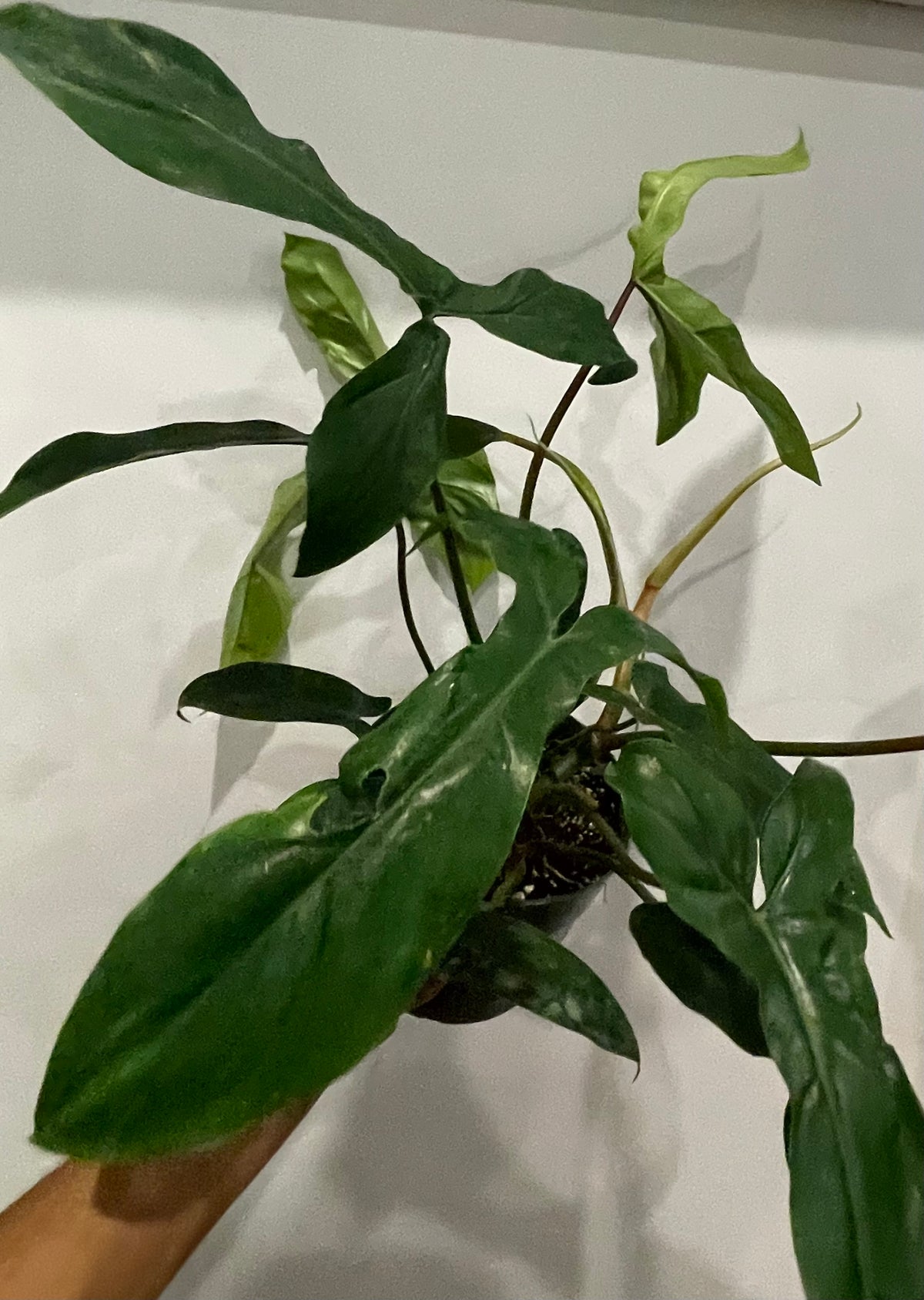 Philodendron Bette Waterbury