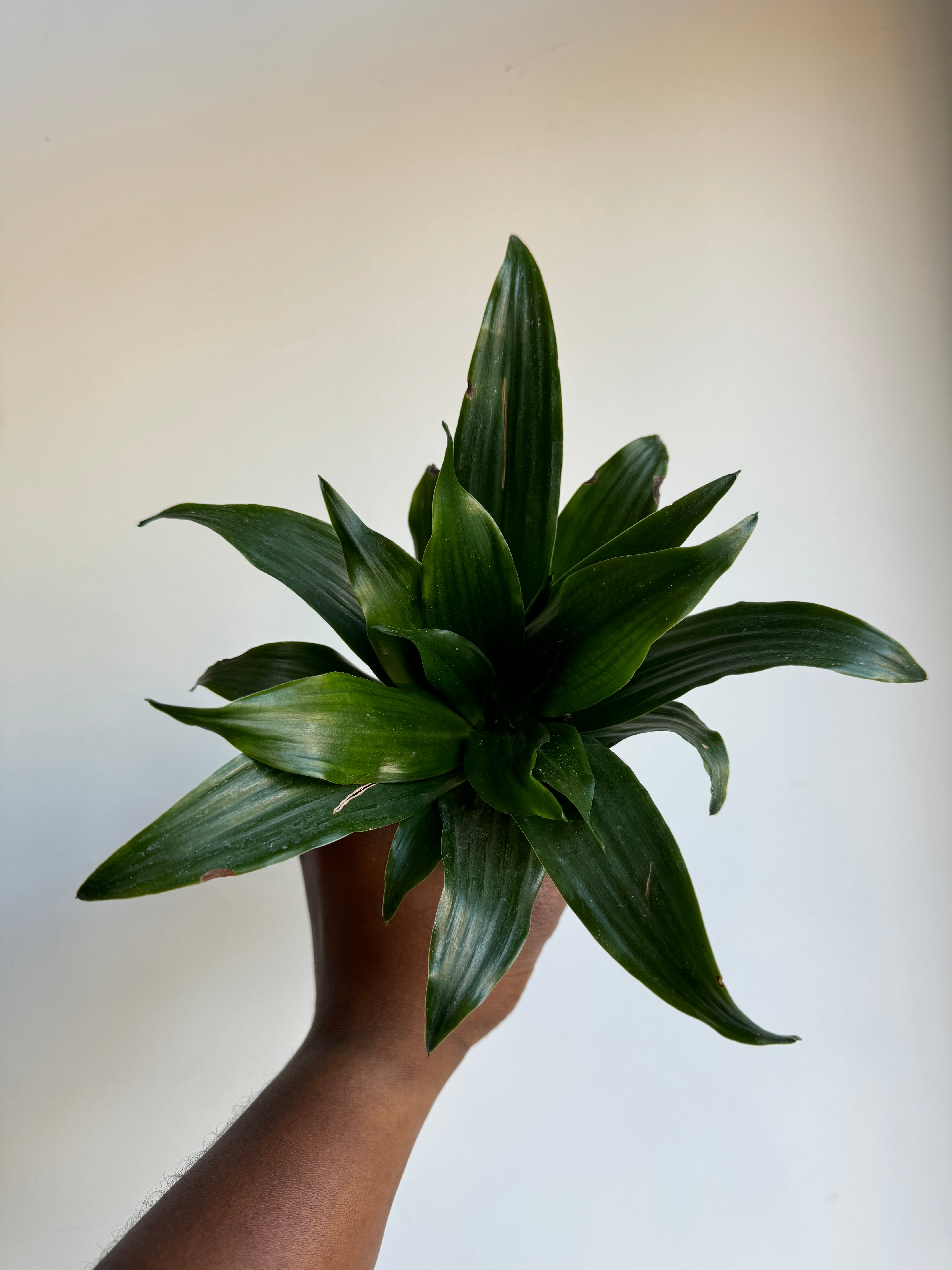 Dracaena Warneckii Compacta