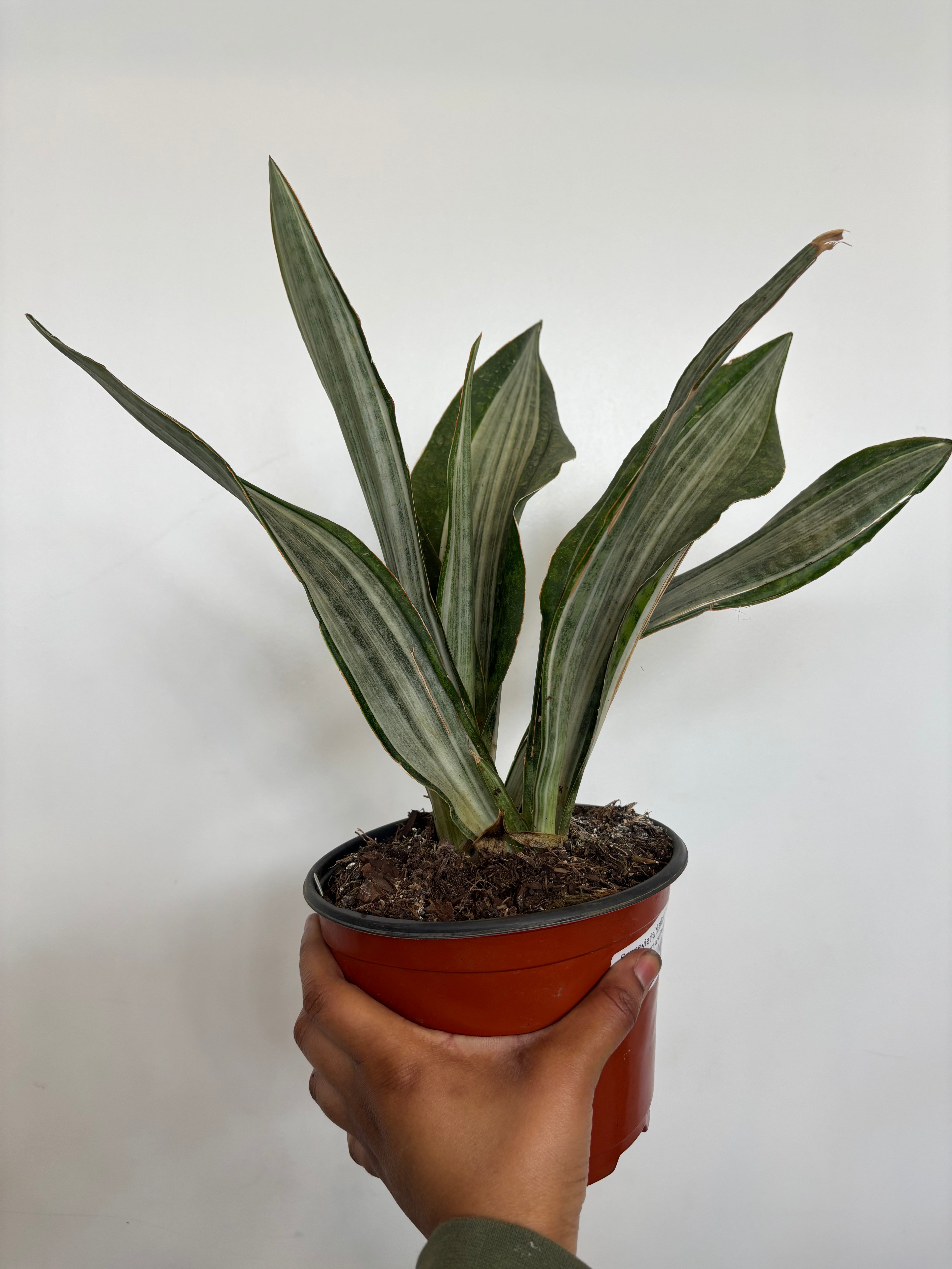 Sansevieria Marlowe