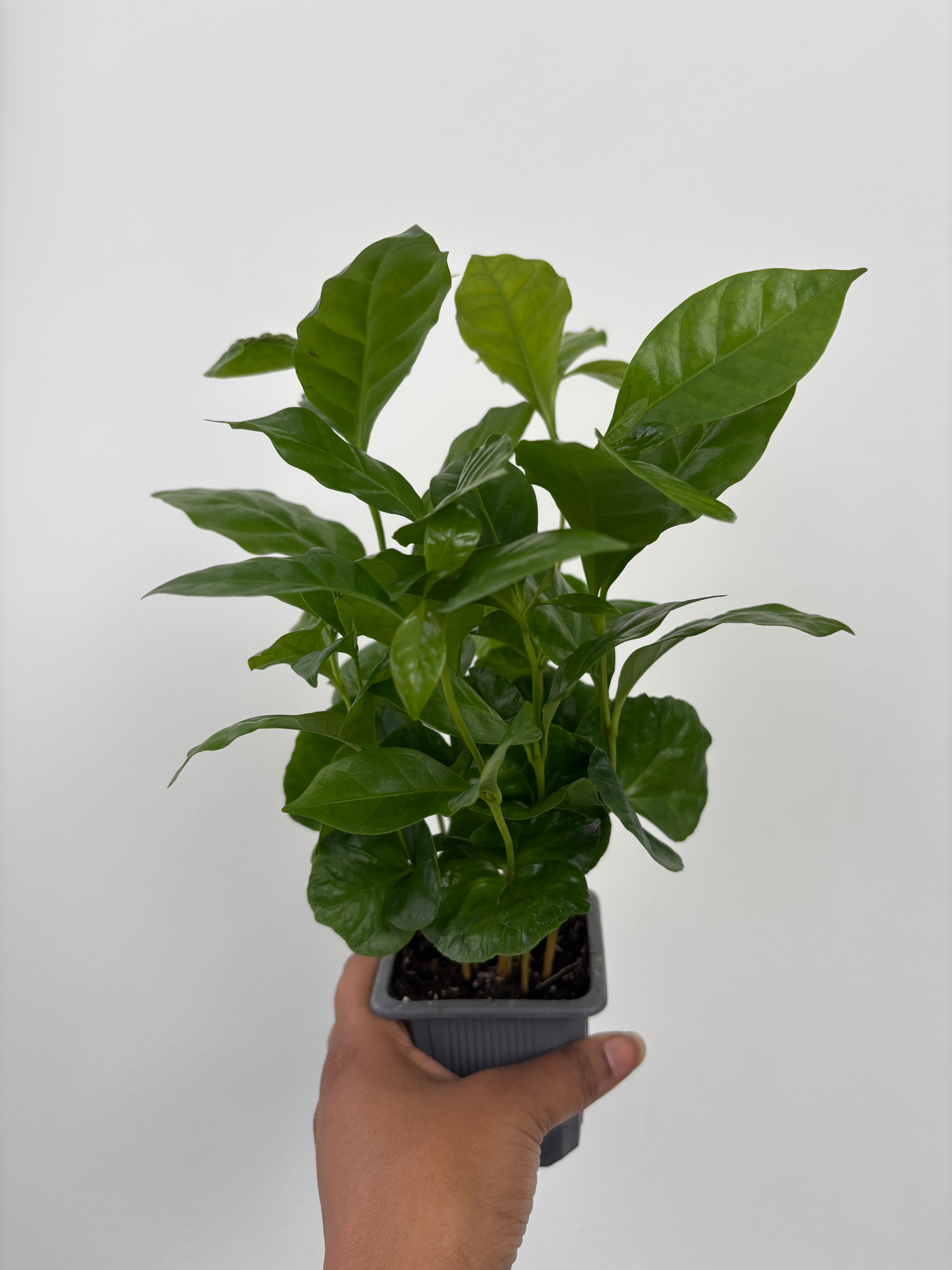 Arabica Coffee plant