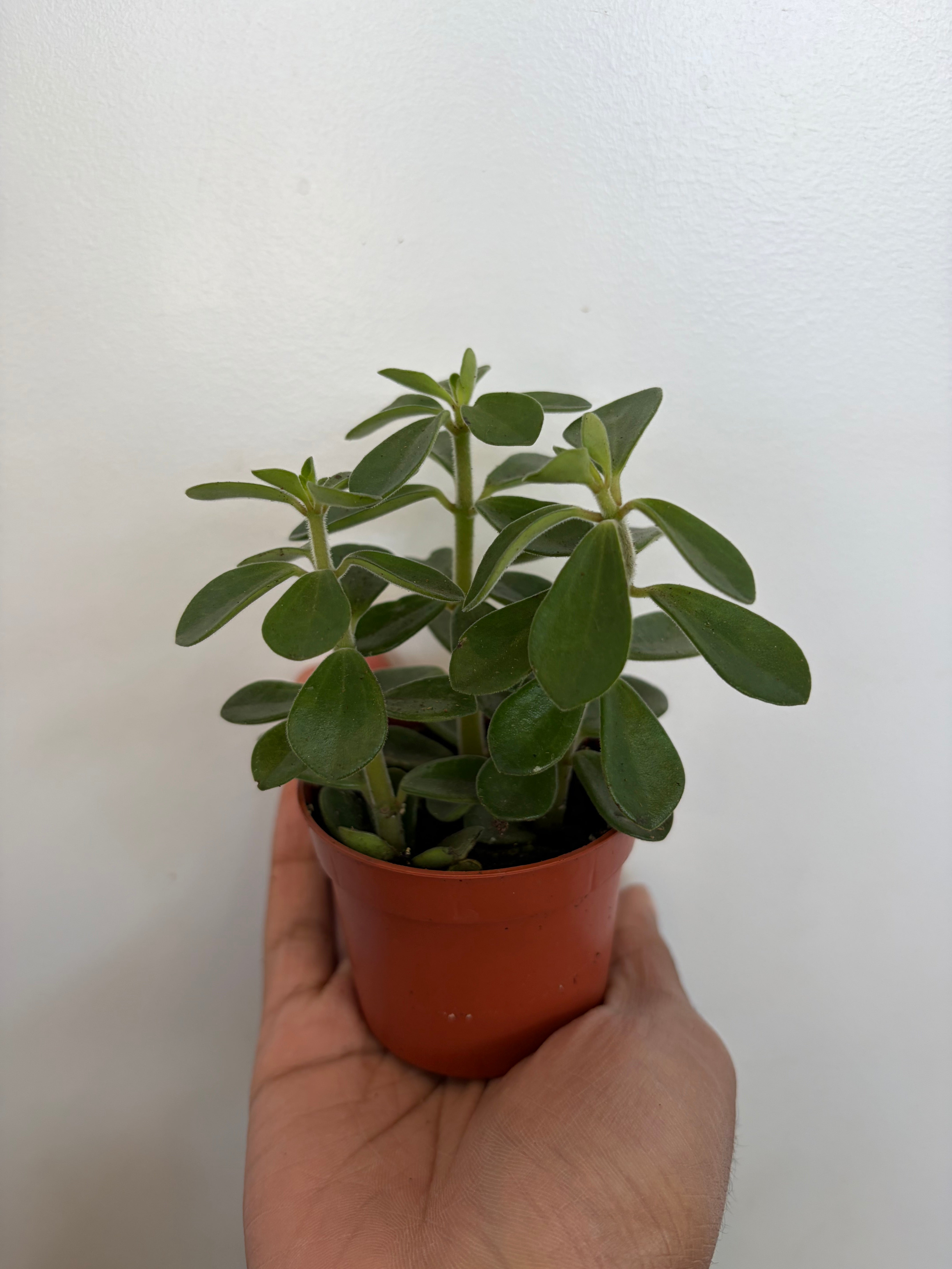 Peperomia Belly Button