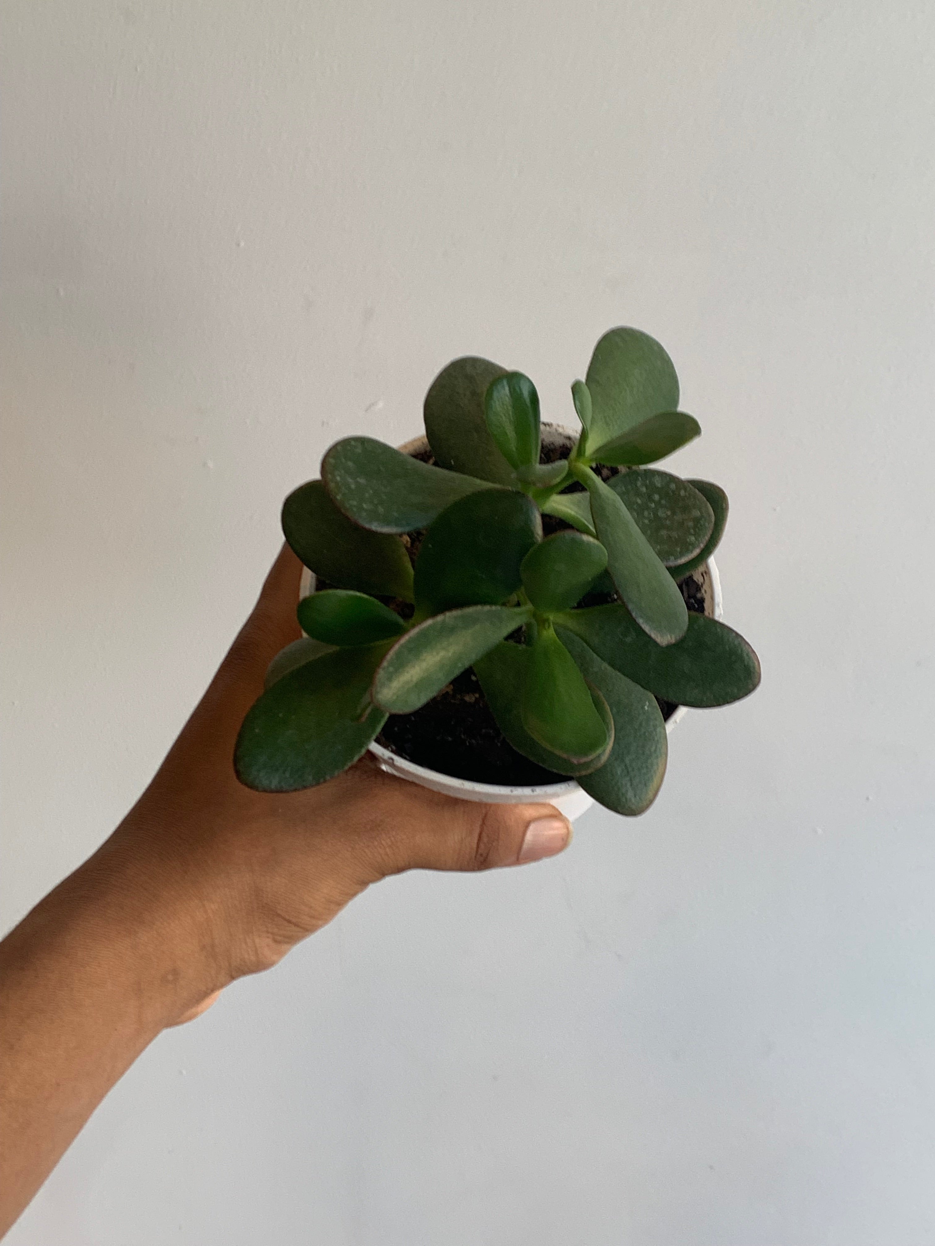 Jade