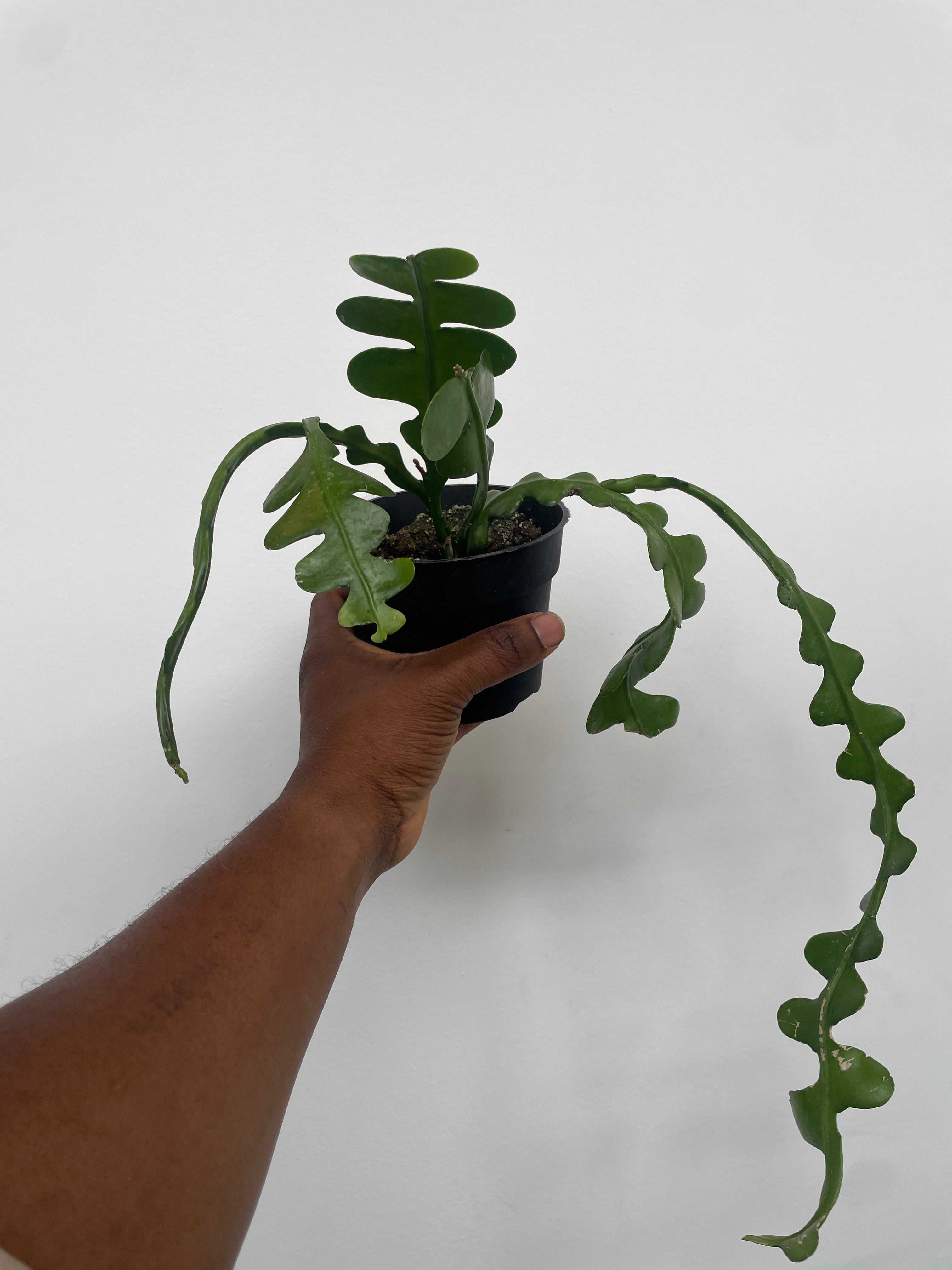 Zigzag cactus Epiphyllum Anguliger