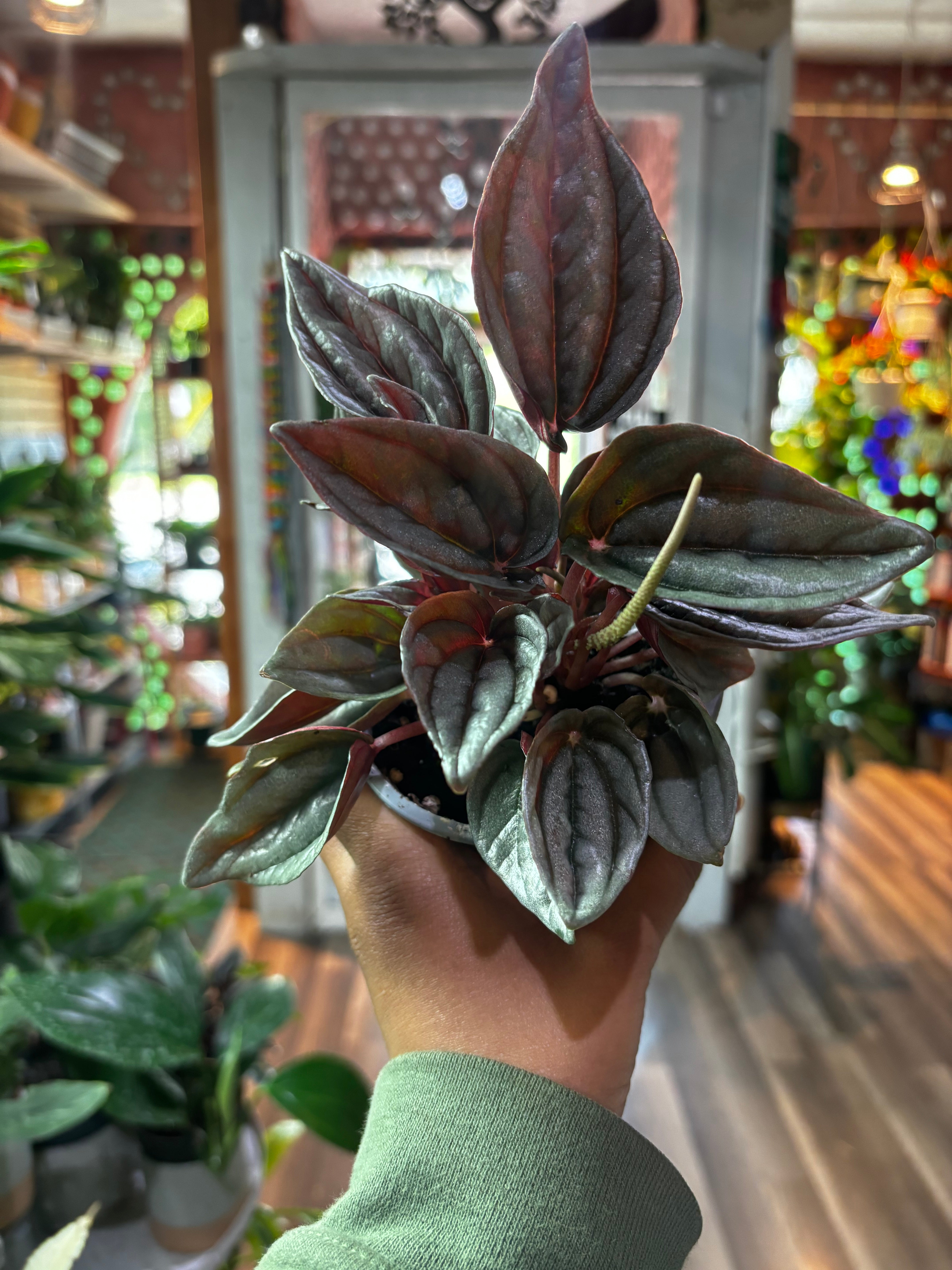 Peperomia Napoli Nights