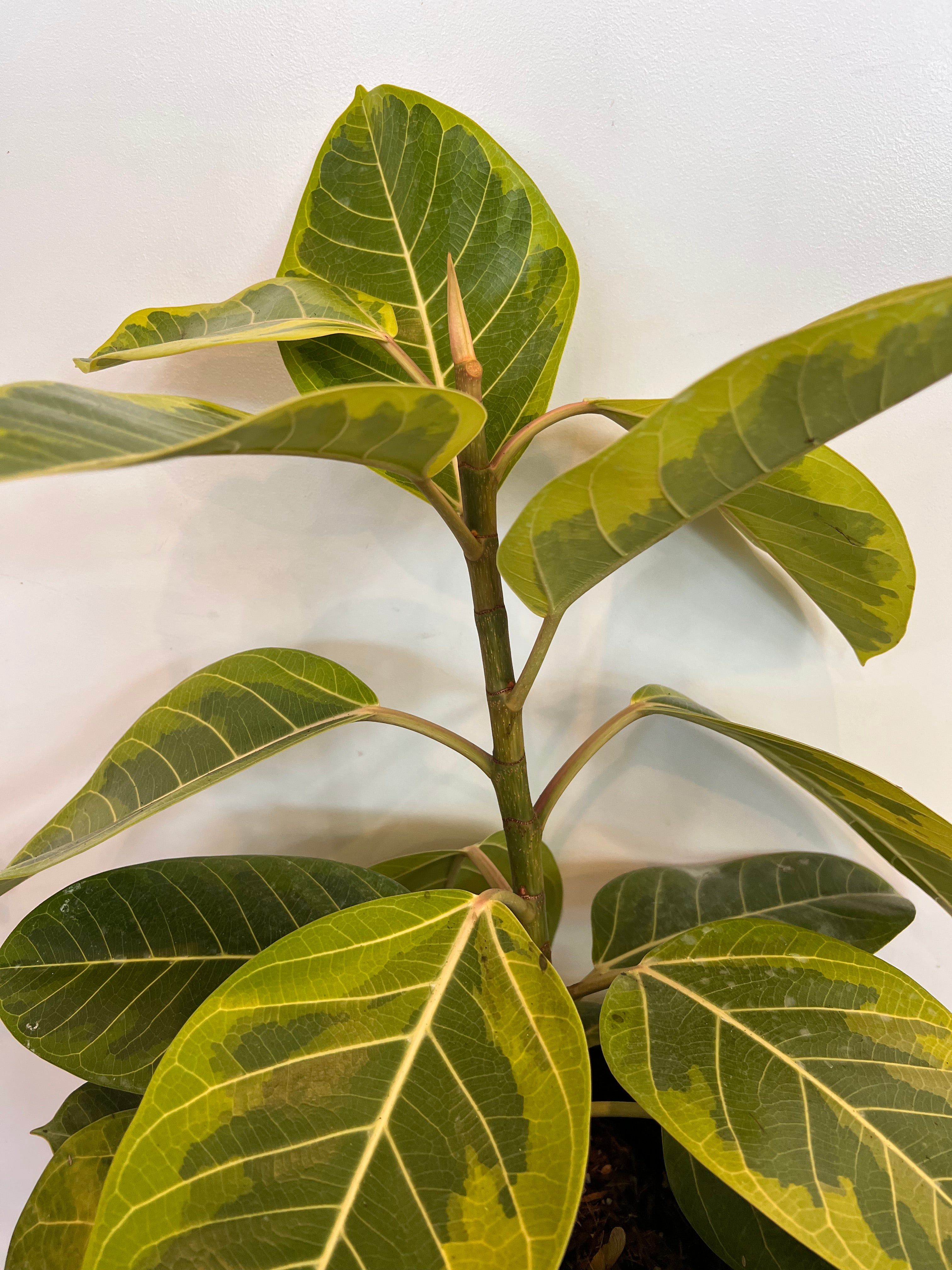 Ficus Altissima Variegata