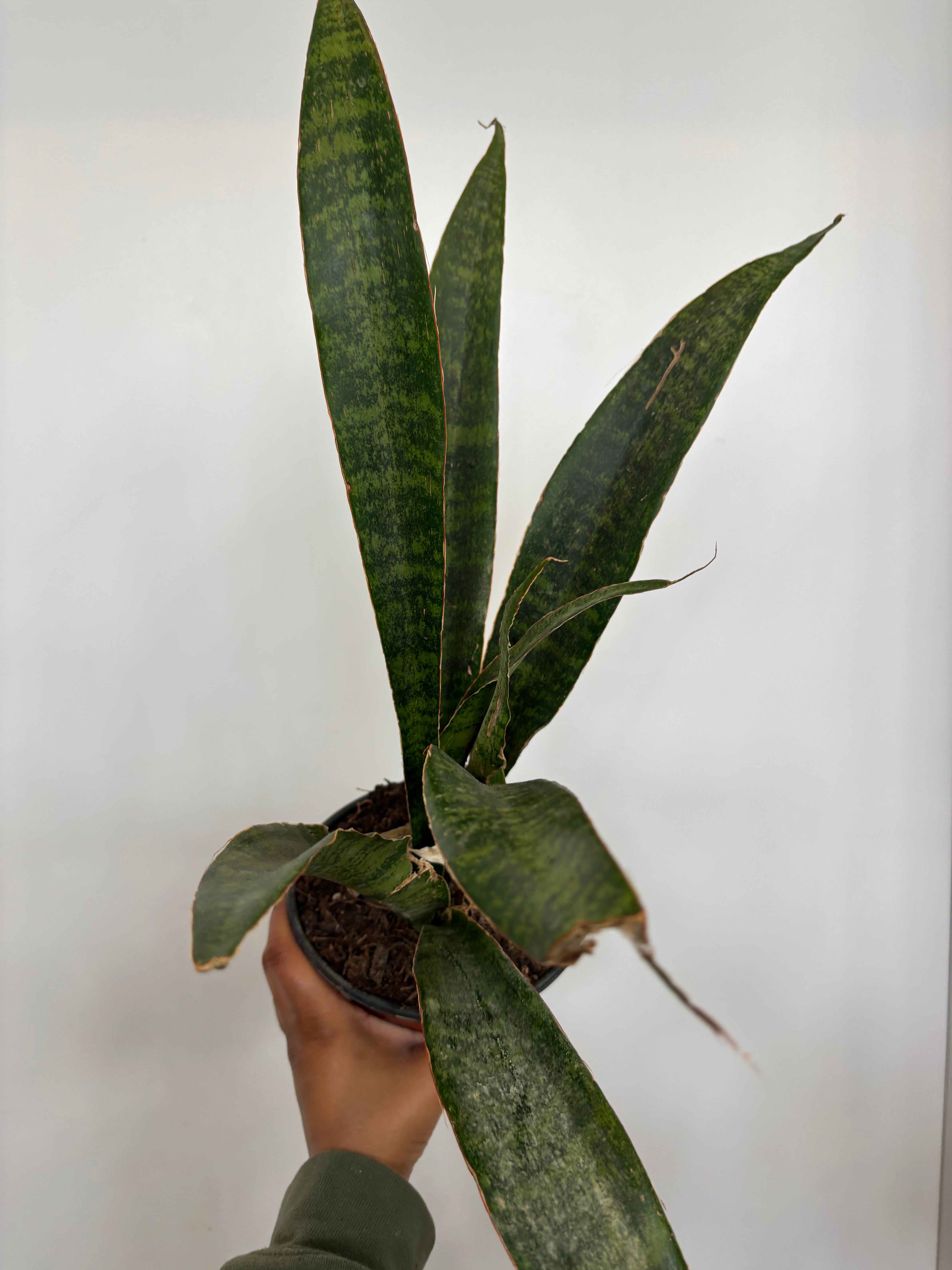 Sansevieria aubrytiana Nite Lite