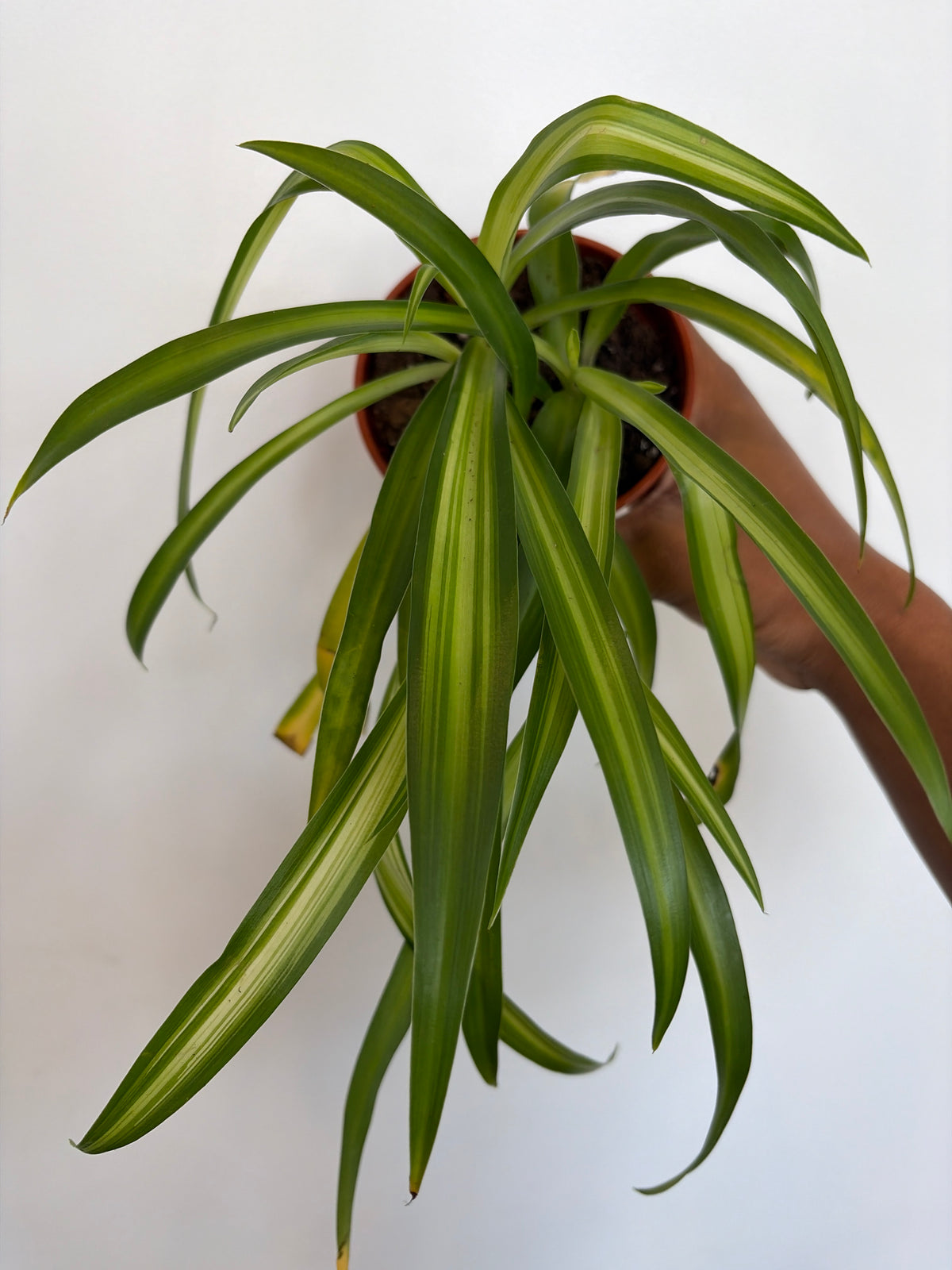 Hawaiian Spider Plant