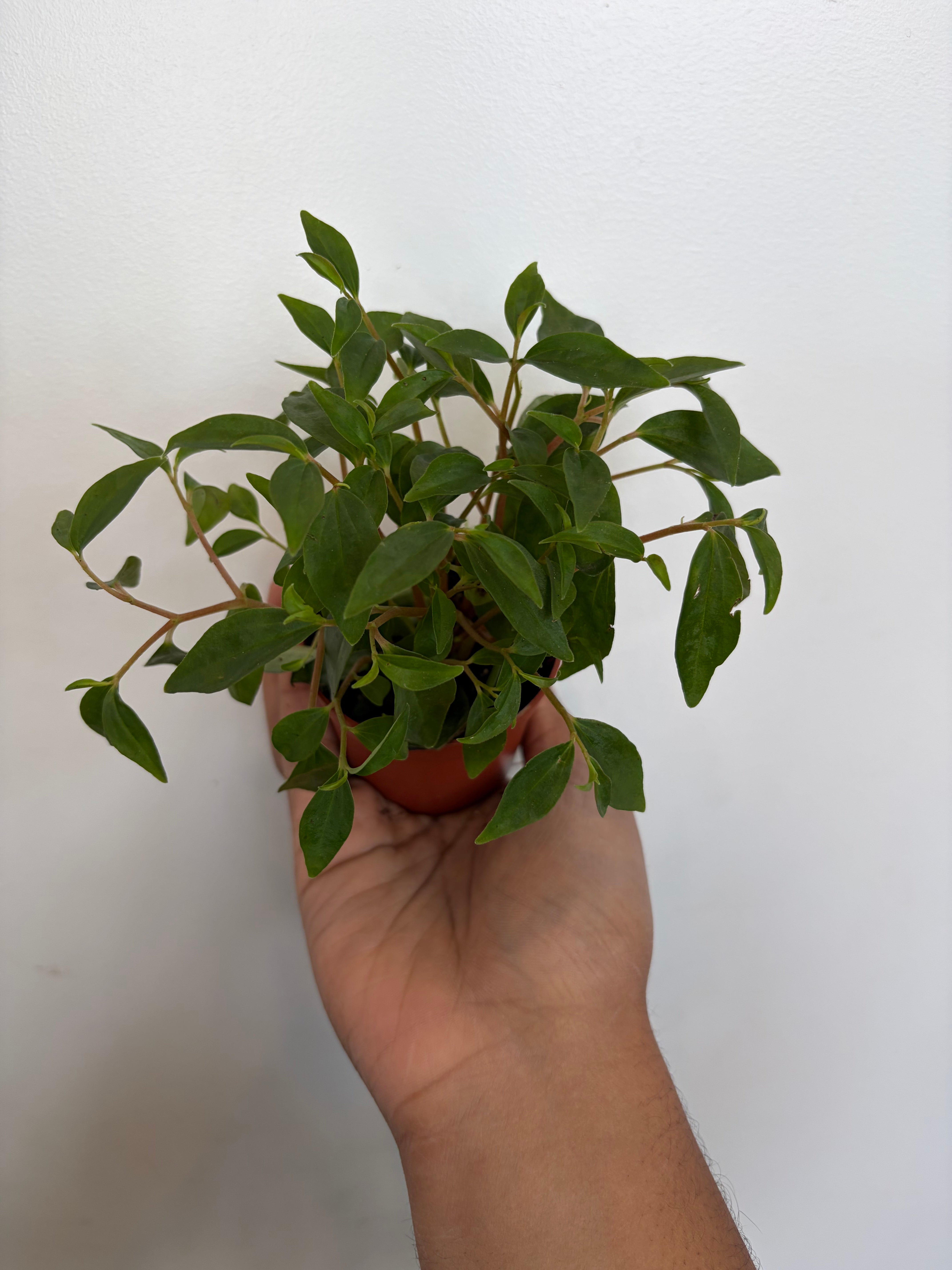 Peperomia Bush