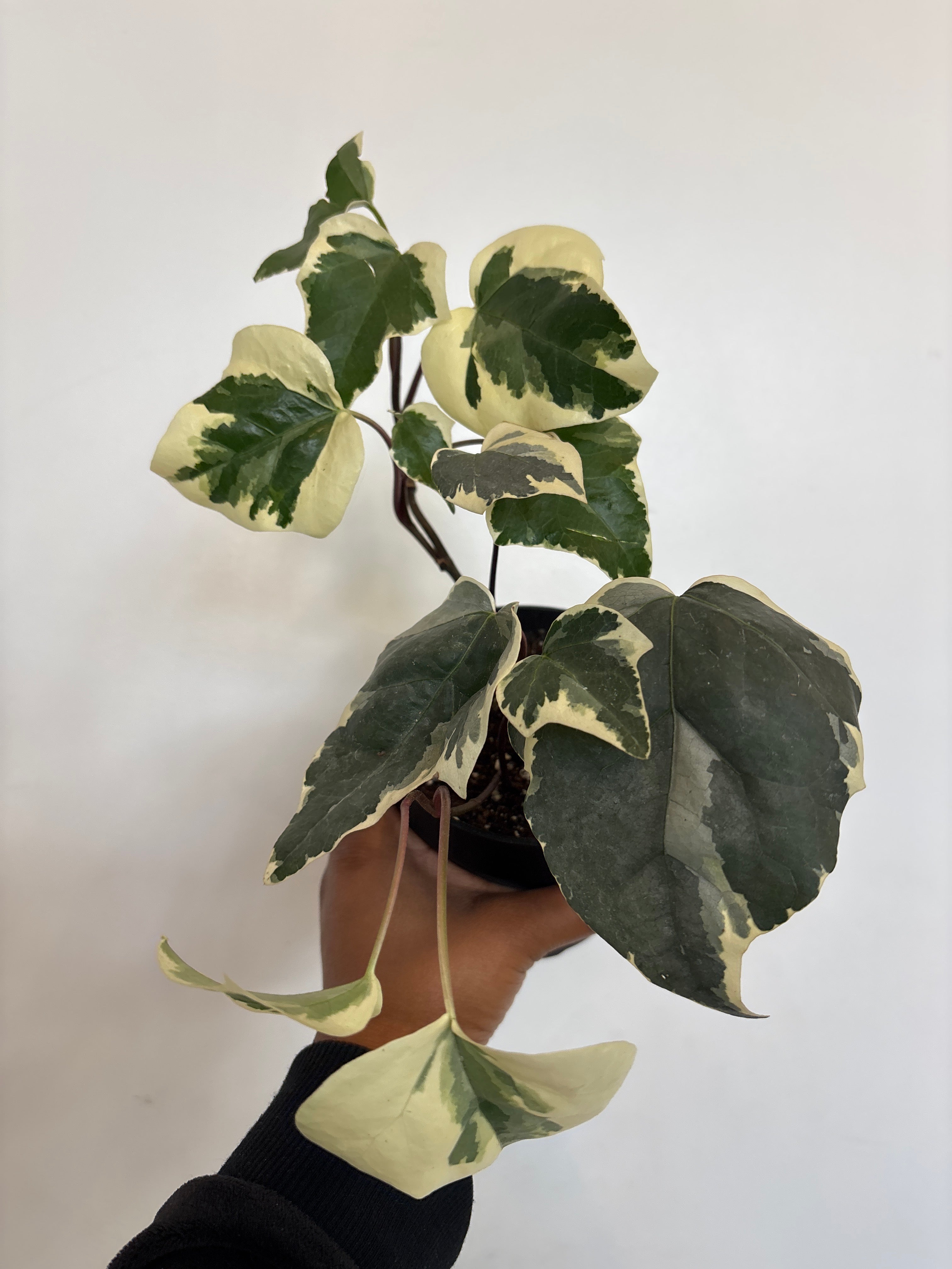 Marengo Ivy
