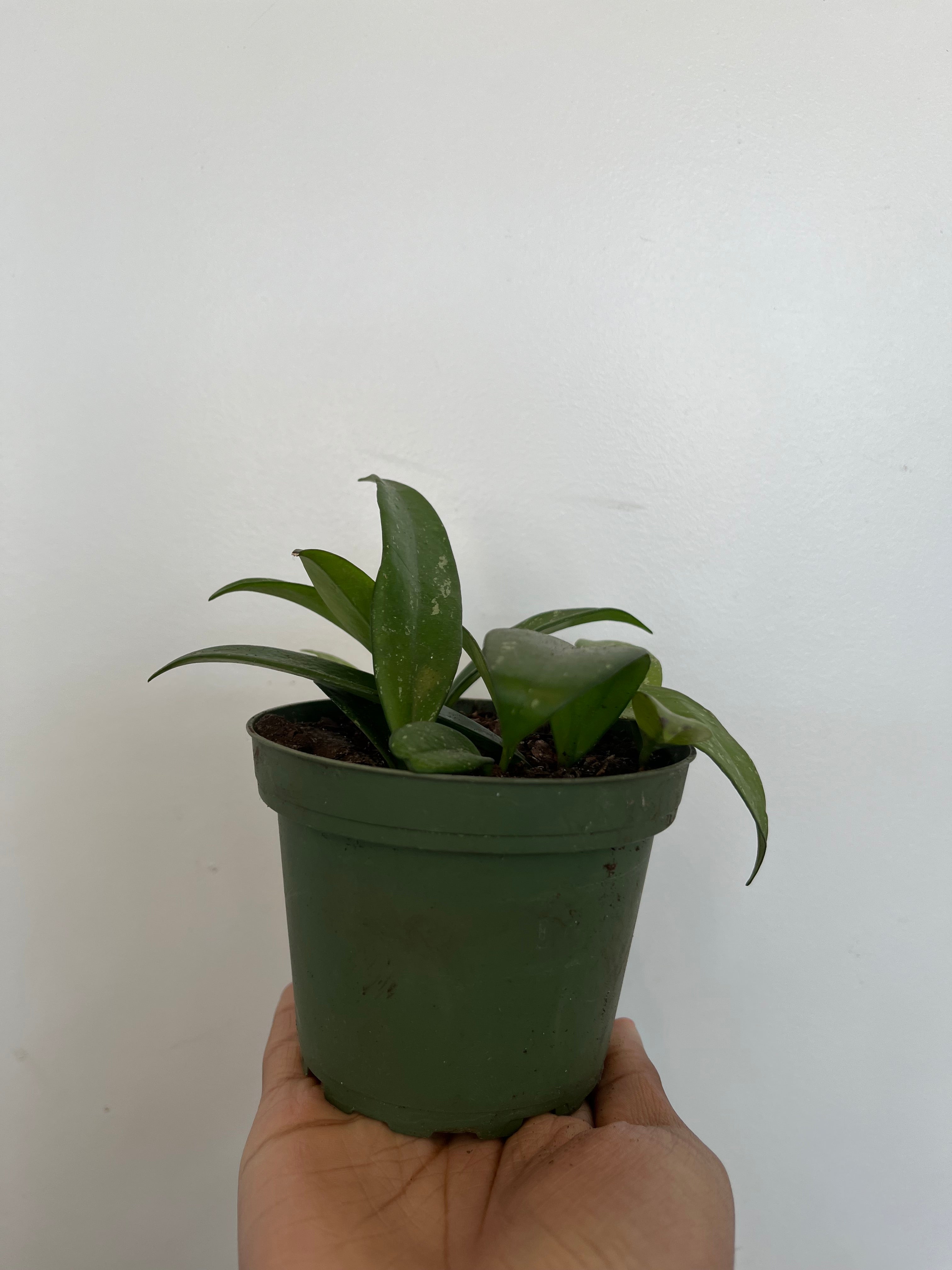 Hoya Pubicalyx Splash