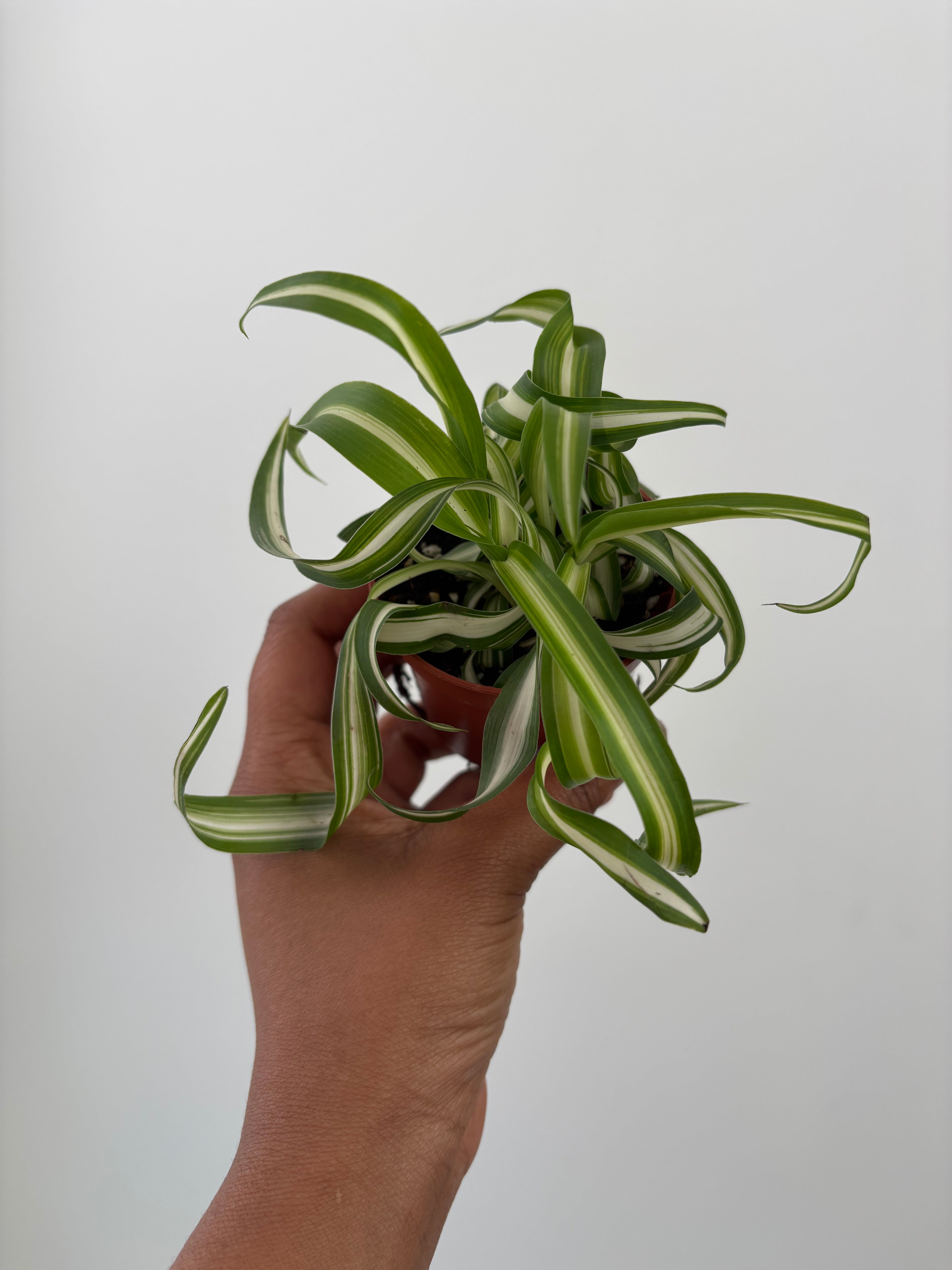 Curly Spider Plant