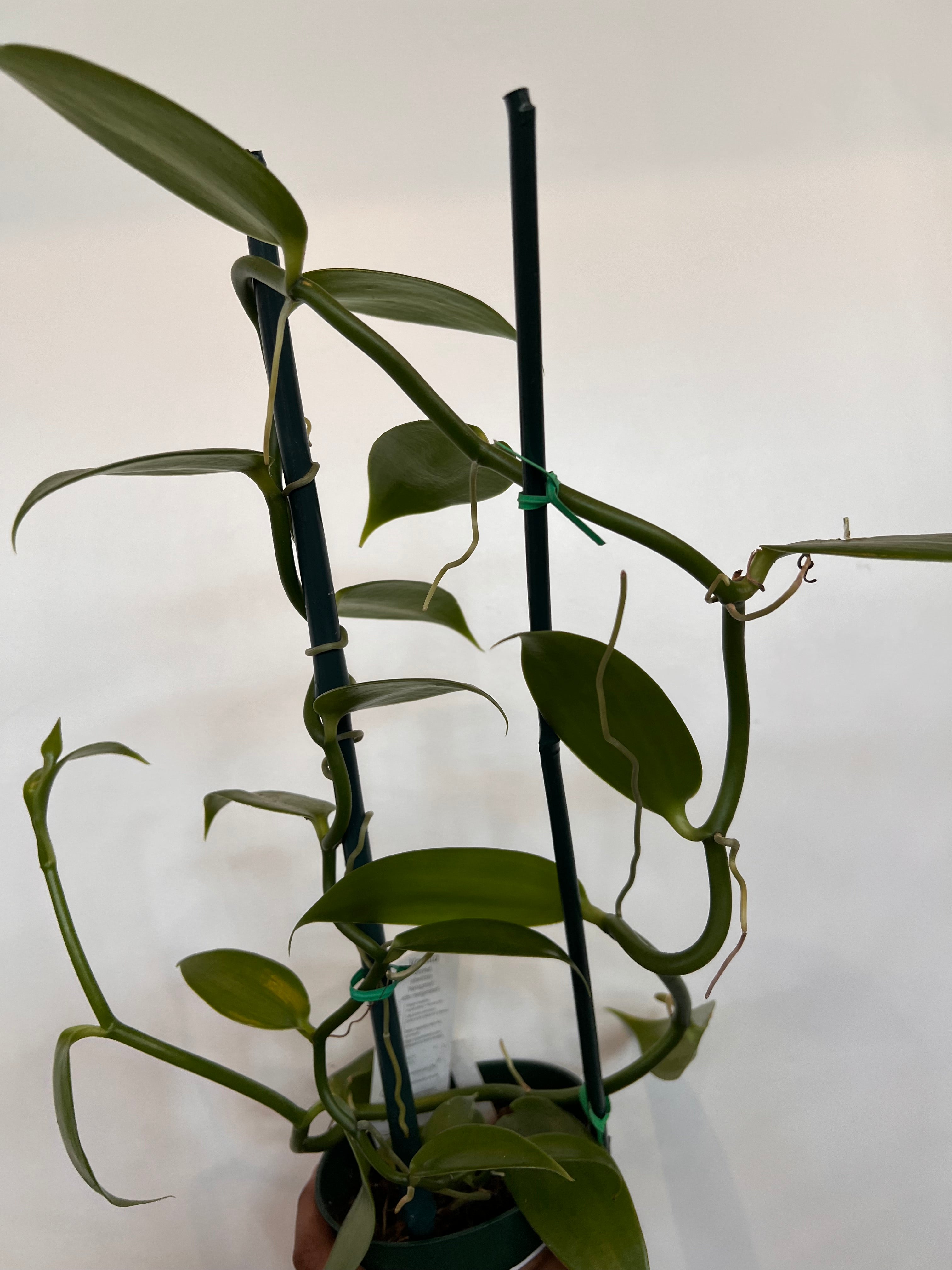 Vanilla Orchid