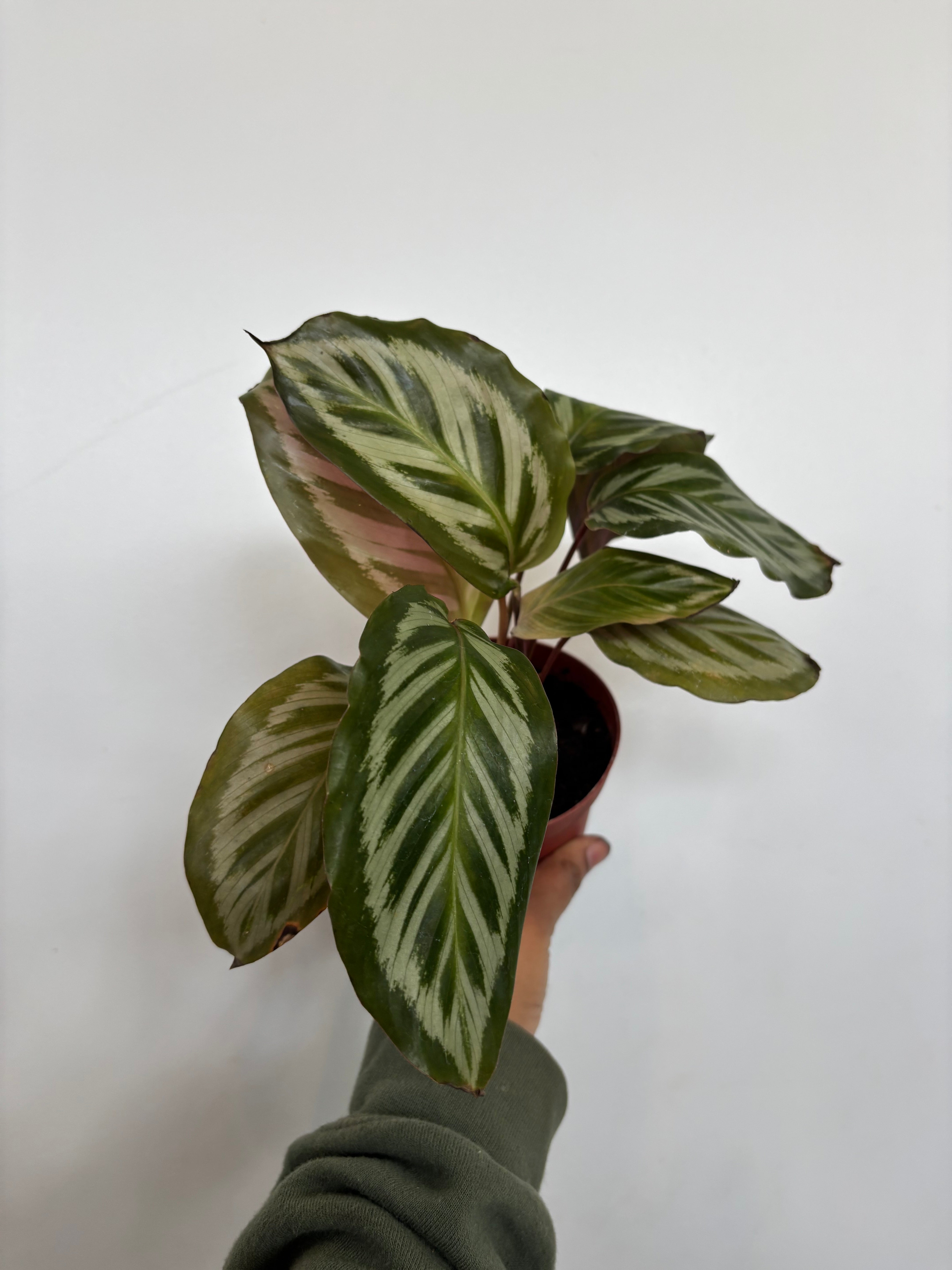 Calathea Cora